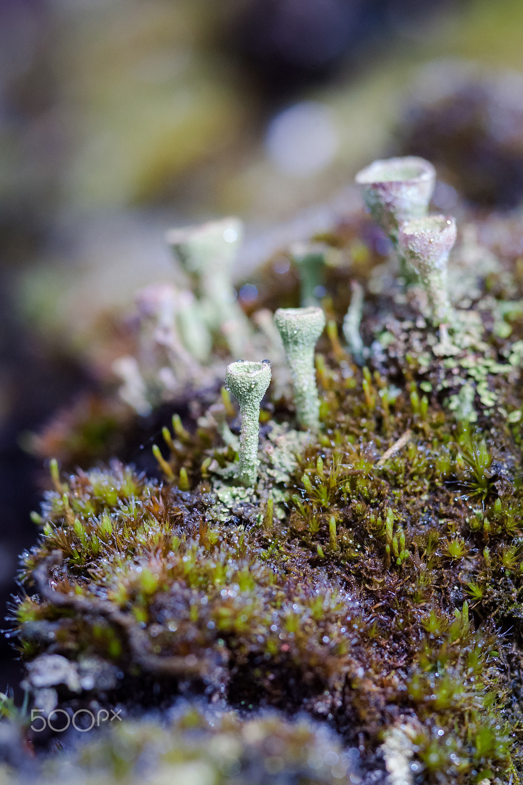 Sigma 30mm F1.4 EX DC HSM sample photo. Background of green moss and lichen family cladonia photography