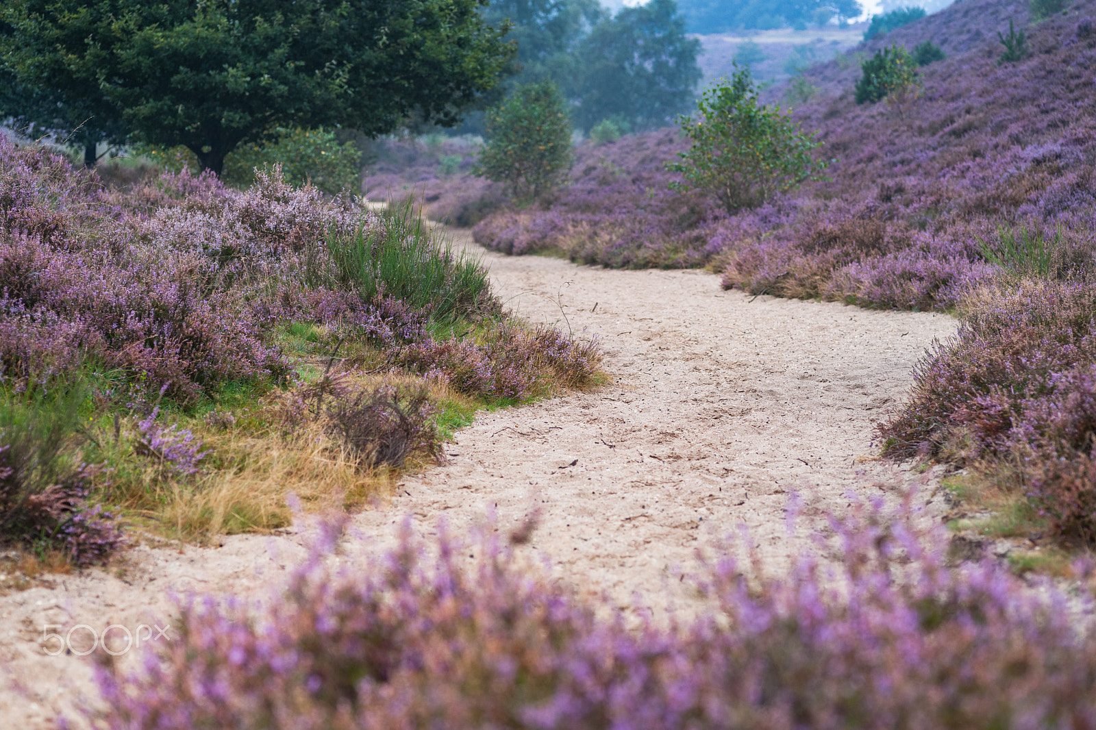 Sony Alpha DSLR-A900 + Sigma 30mm F1.4 EX DC HSM sample photo. Morning in the blooming heather fields photography
