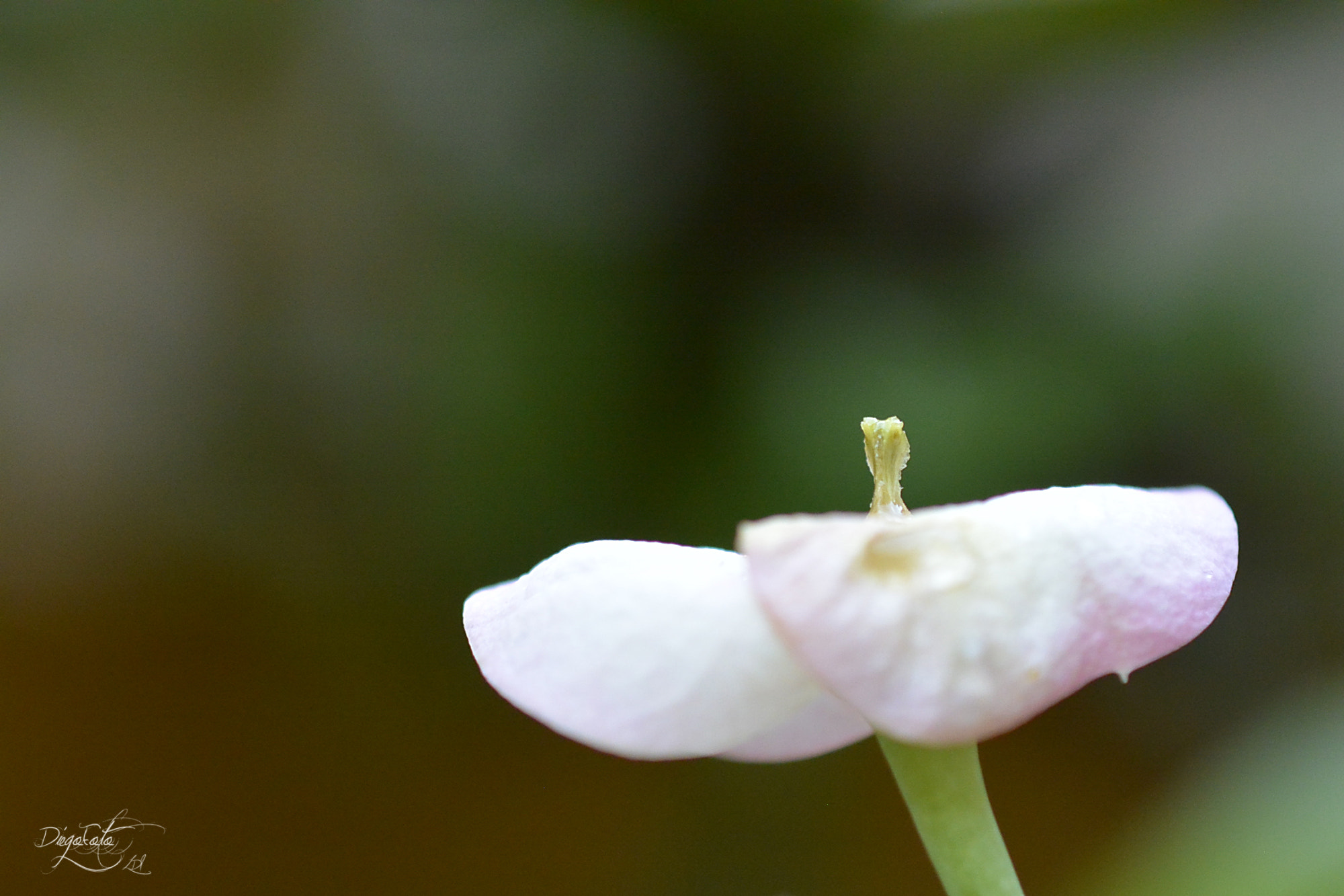 Nikon 1 V2 sample photo. Euphorbia milii o corona de cristo photography