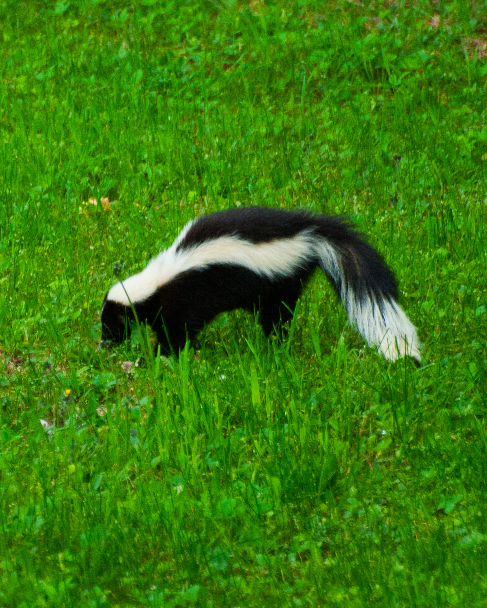 Olympus Zuiko Digital ED 70-300mm F4.0-5.6 sample photo. Skunk on the lawn photography