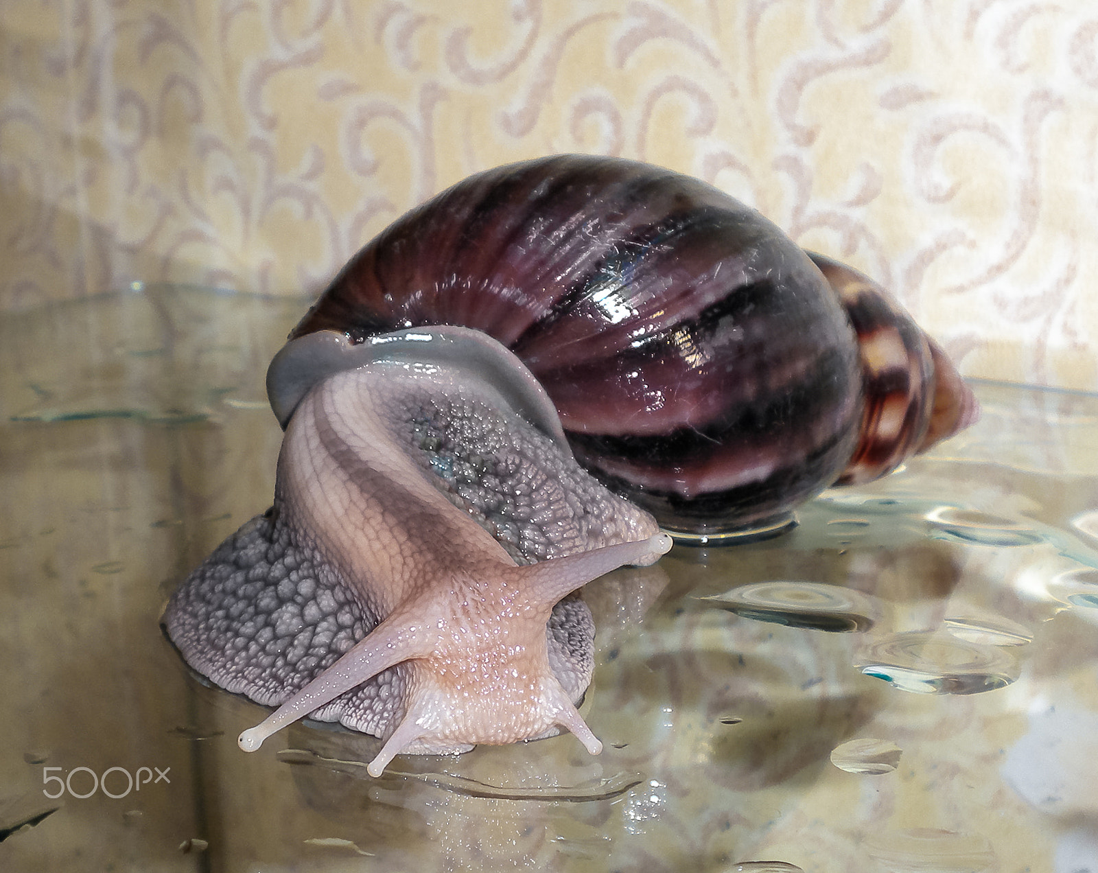 Nikon COOLPIX S203 sample photo. Snail achatina photography