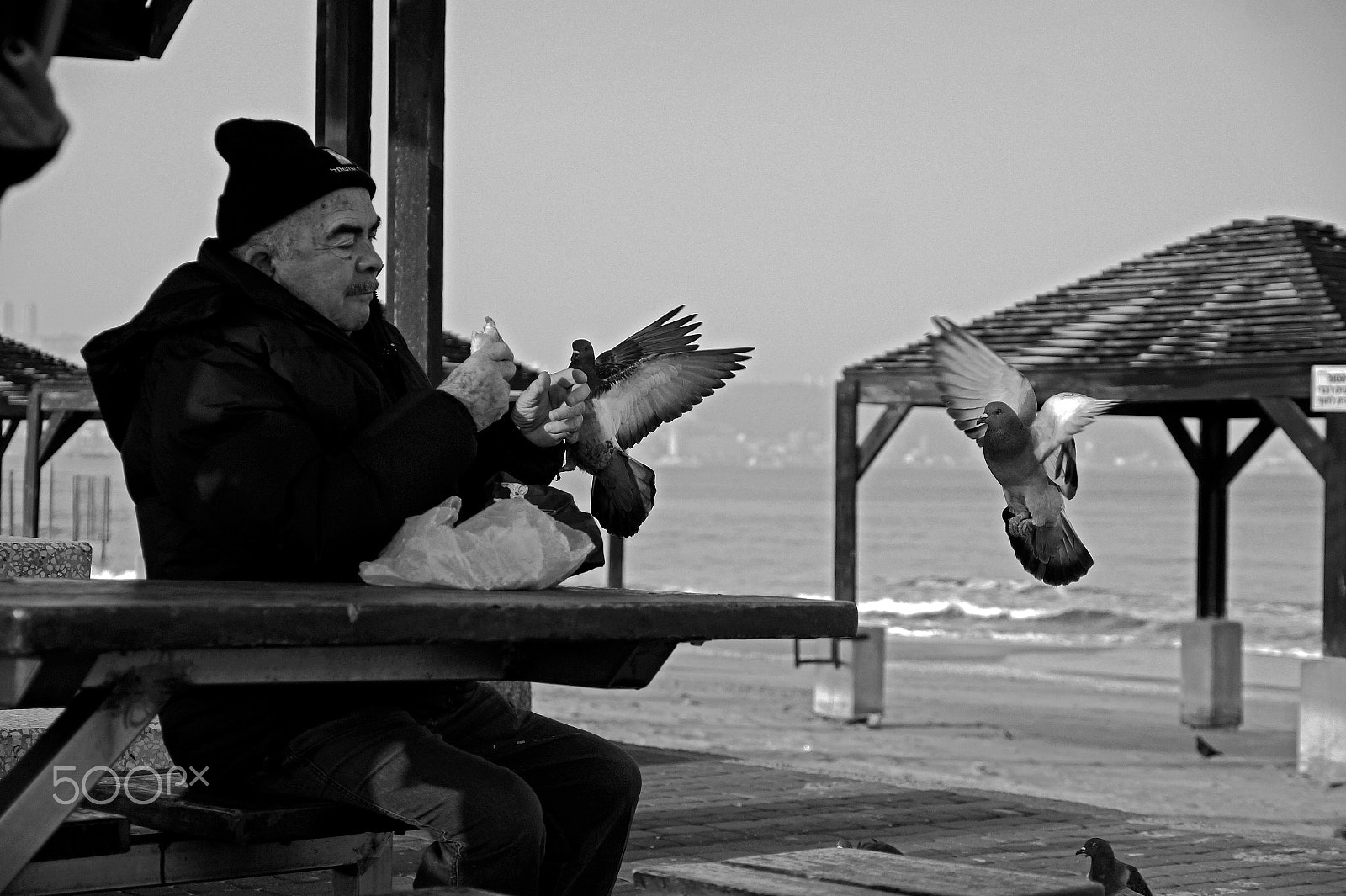 Sony Alpha a3000 + Sony DT 50mm F1.8 SAM sample photo. Feeding pigeons photography