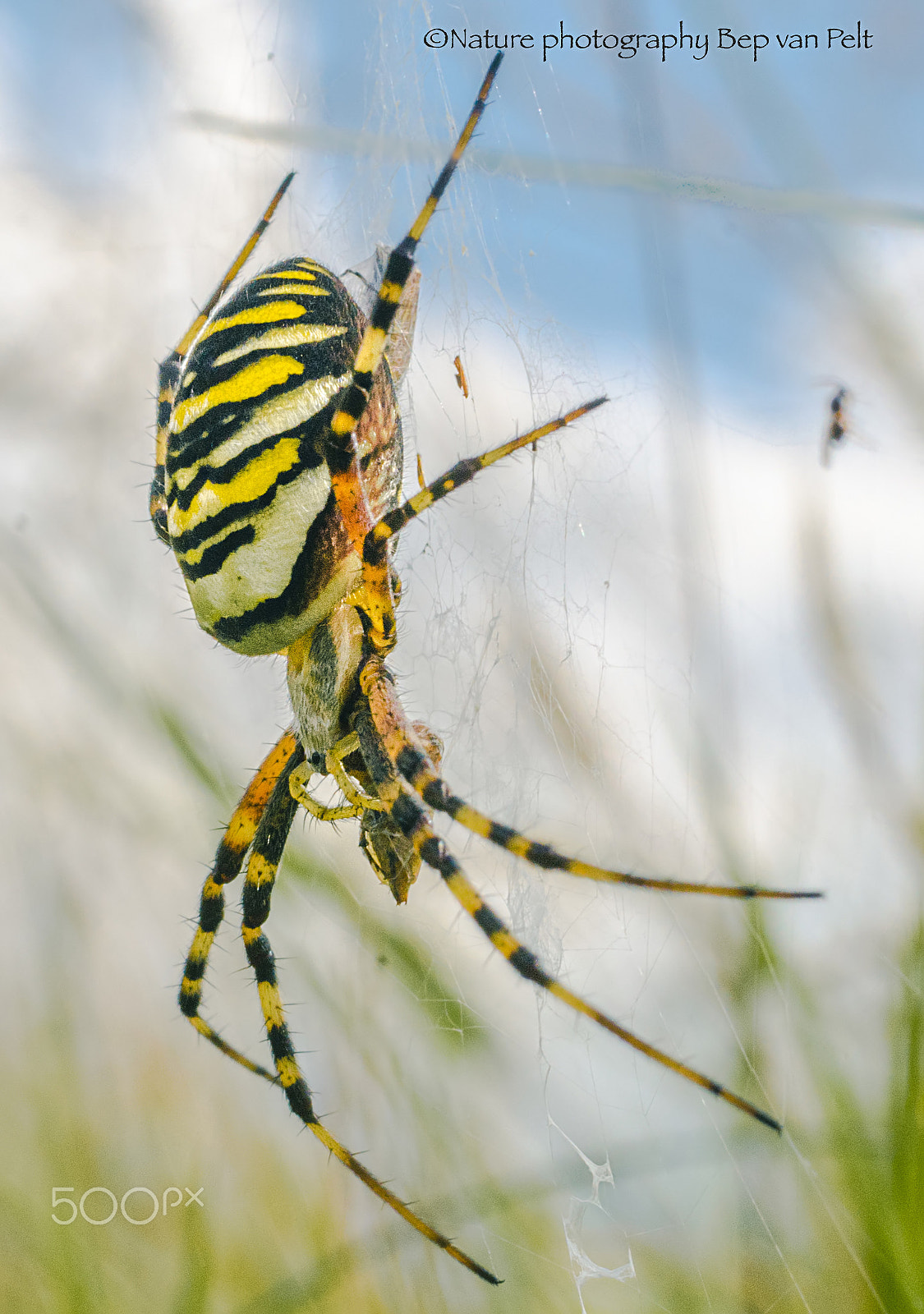 Nikon D7000 + Sigma 50mm F2.8 EX DG Macro sample photo. Wasp spider busy with a prey photography