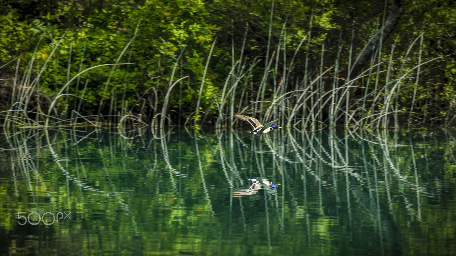 Canon EOS-1D X + Canon EF 70-200mm F2.8L IS II USM sample photo. Flight wave photography