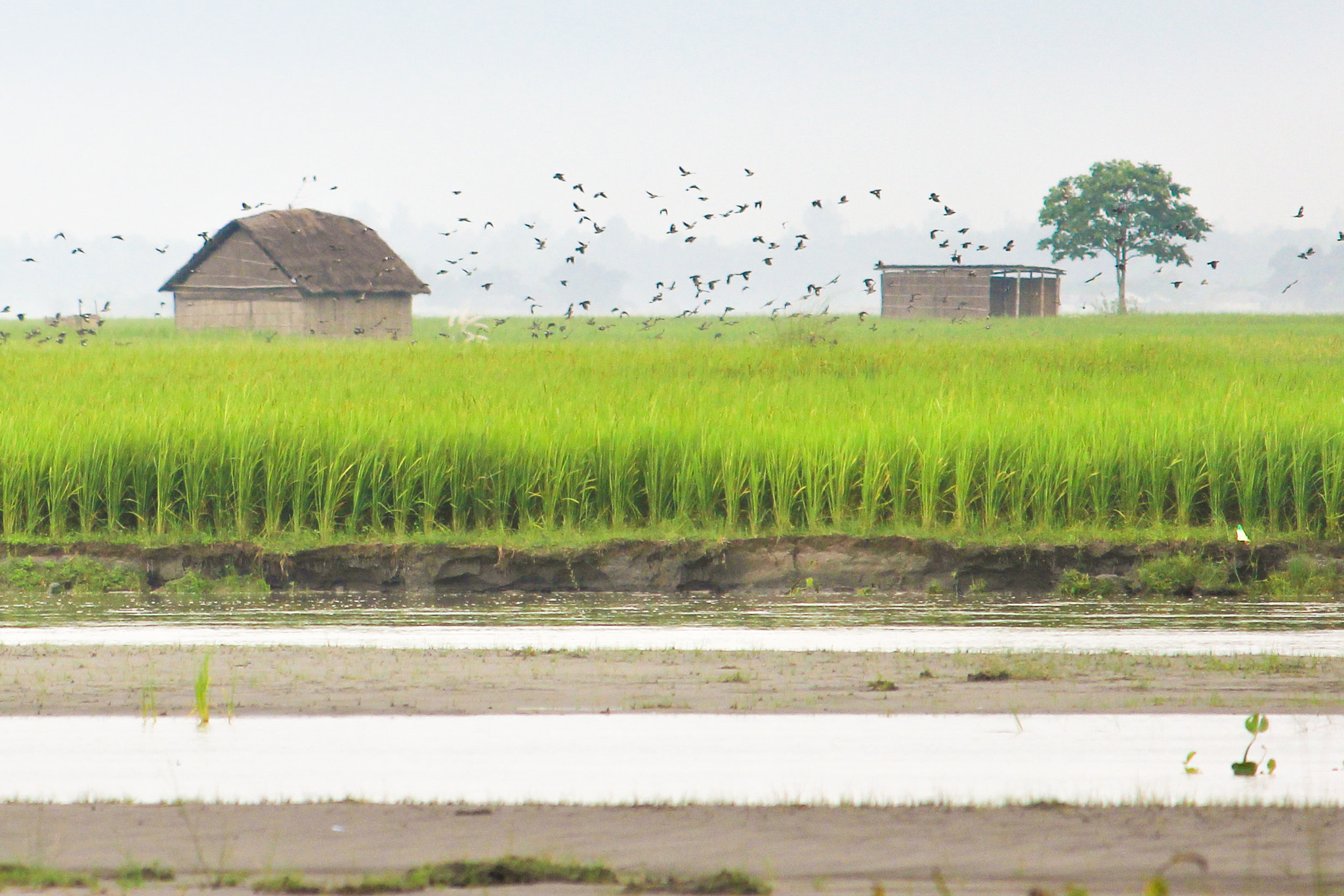 Canon EOS 600D (Rebel EOS T3i / EOS Kiss X5) sample photo. Tista river photography