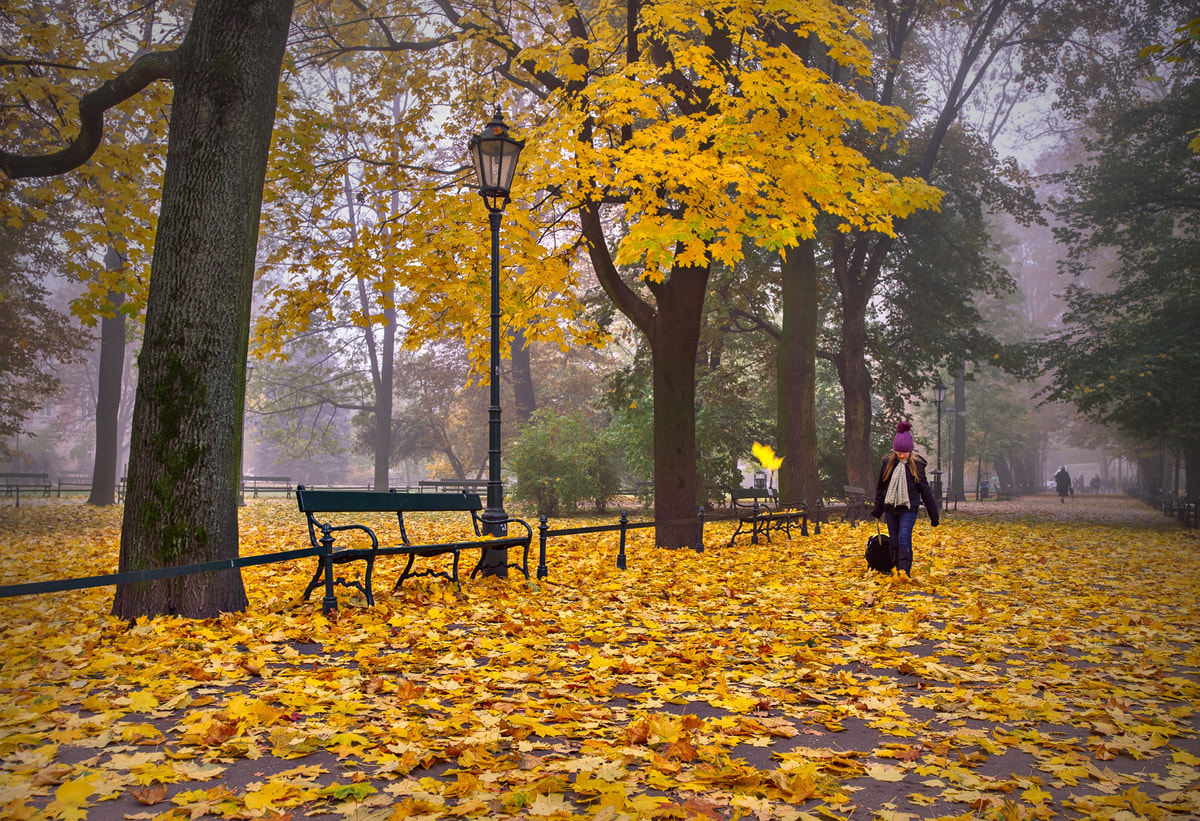 Nikon D200 sample photo. Autumn .... photography