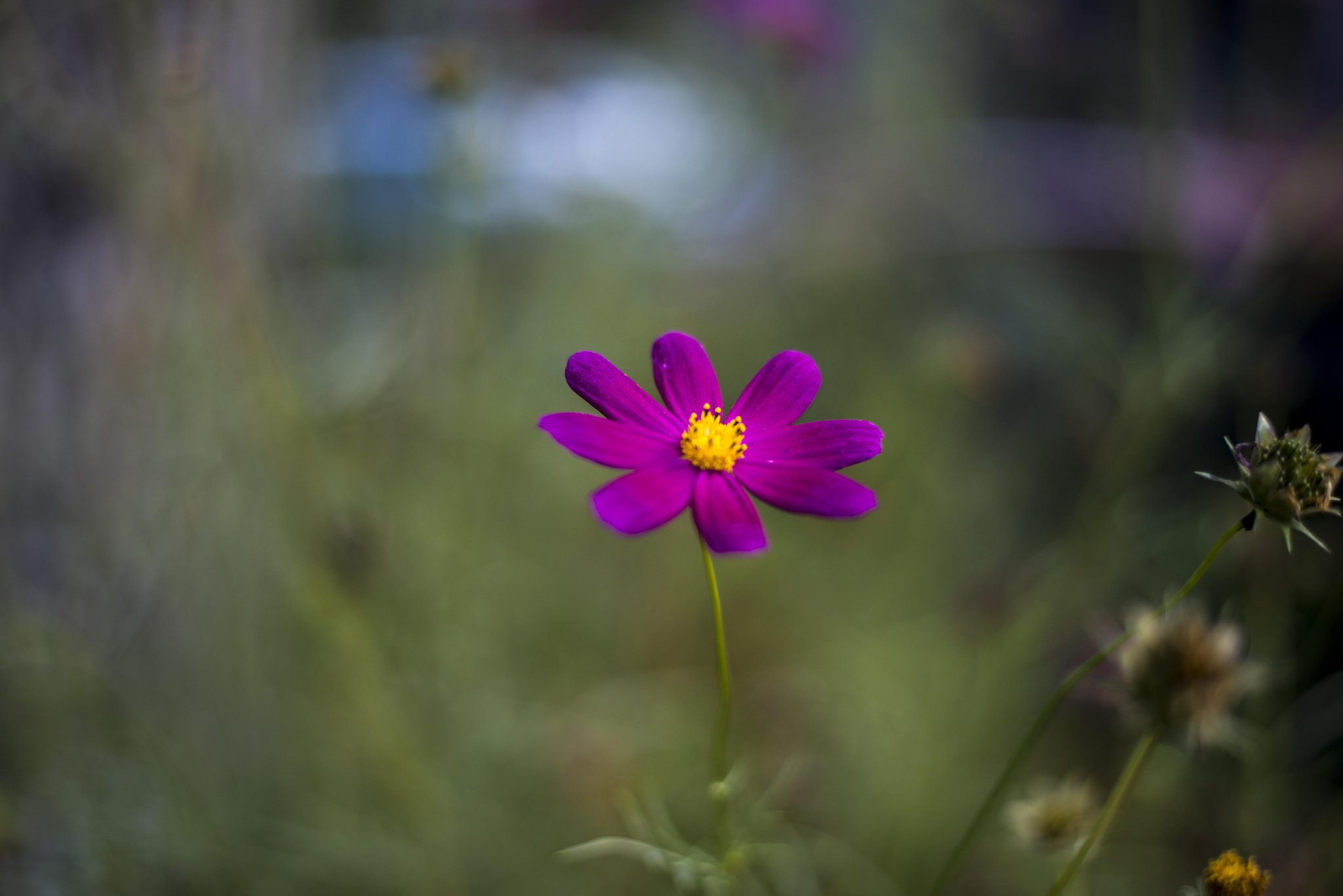 Nikon D800E + Nikon AF-S Nikkor 50mm F1.8G sample photo. End of summer photography