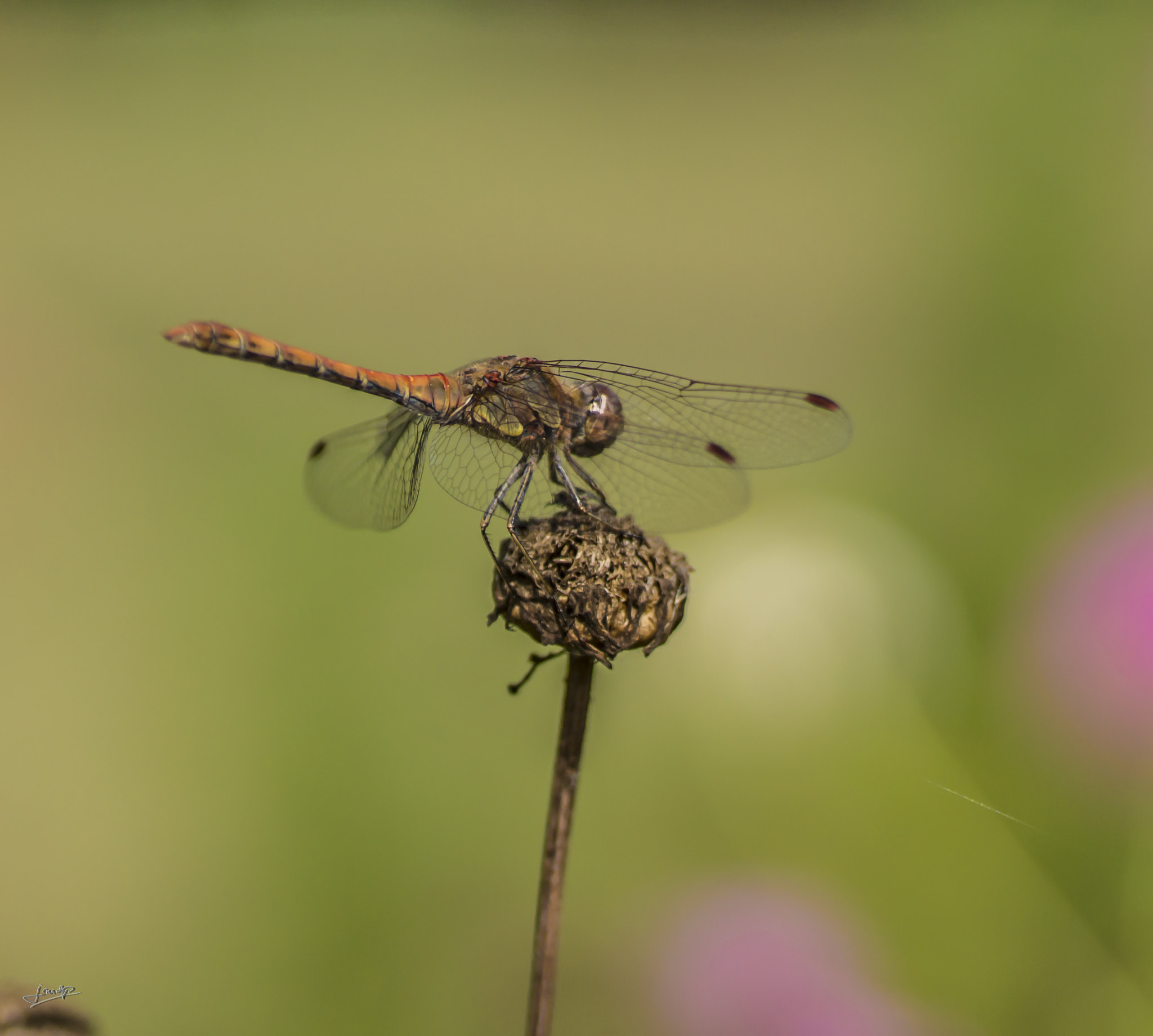 Sony SLT-A65 (SLT-A65V) + Tamron SP AF 90mm F2.8 Di Macro sample photo. Dsc photography