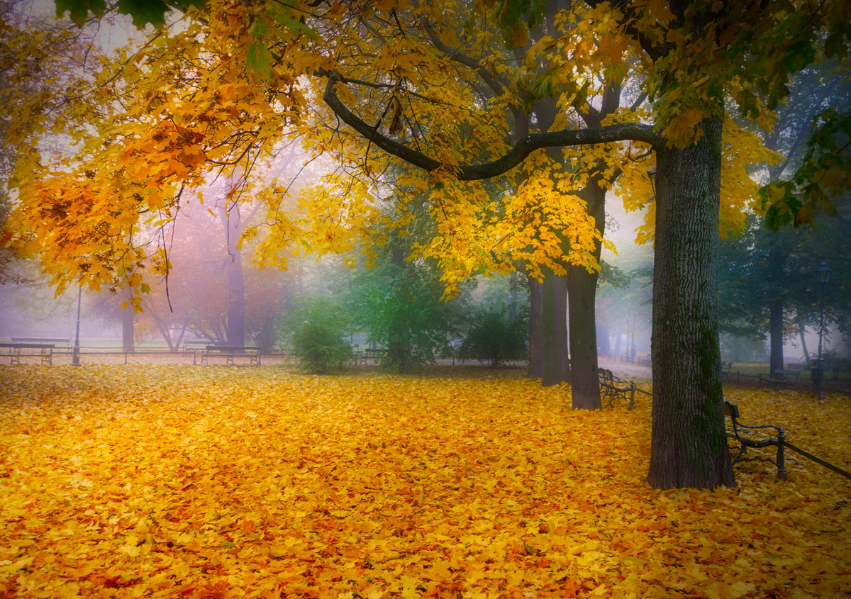 Nikon D200 sample photo. Foggy day in park photography
