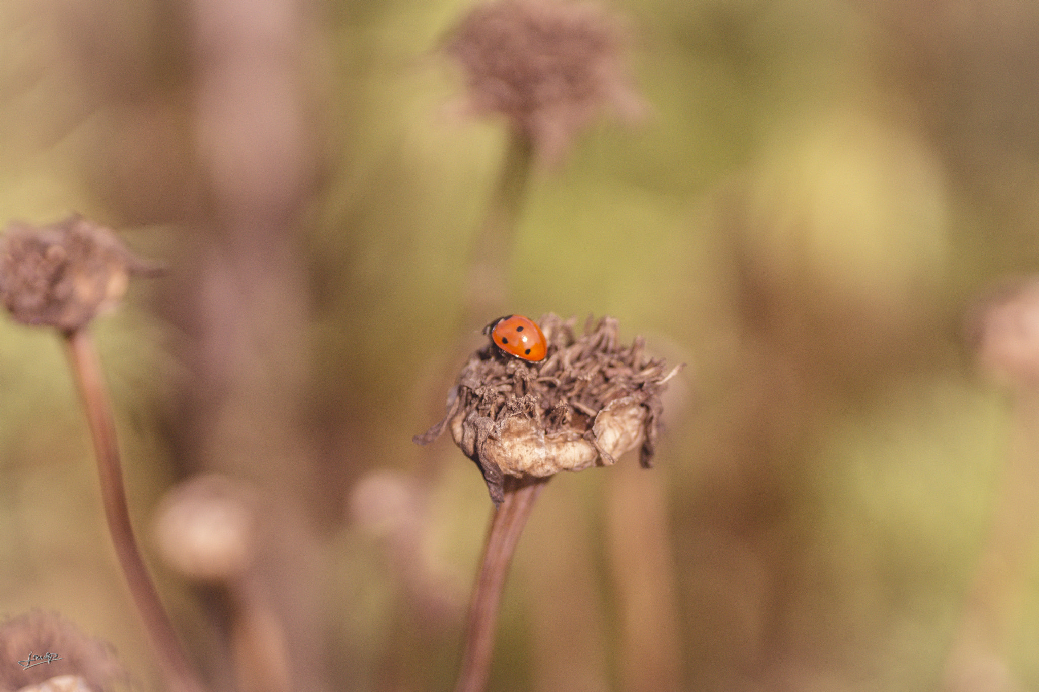 Sony SLT-A65 (SLT-A65V) + Tamron SP AF 90mm F2.8 Di Macro sample photo. Dsc photography