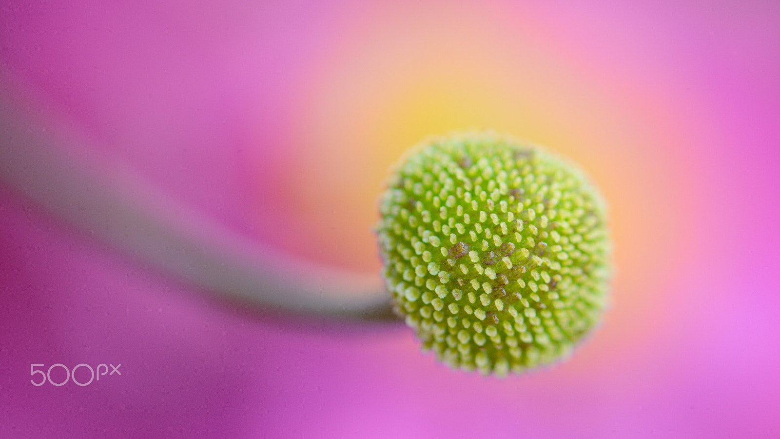 Nikon AF Micro-Nikkor 200mm F4D ED-IF sample photo. Windflower photography