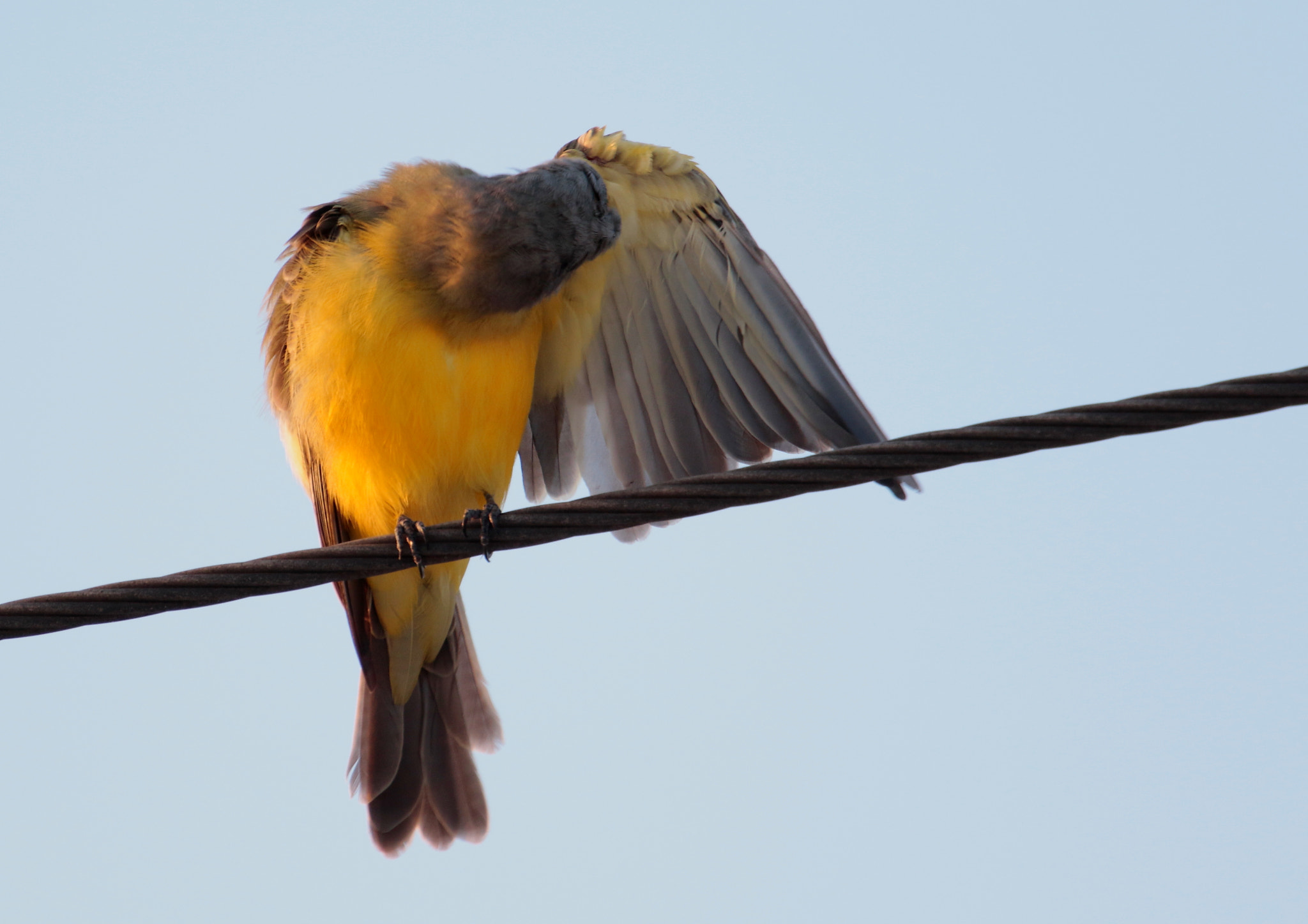 Canon EF 70-200mm F4L USM sample photo. Yellow bird 1.1.1 photography