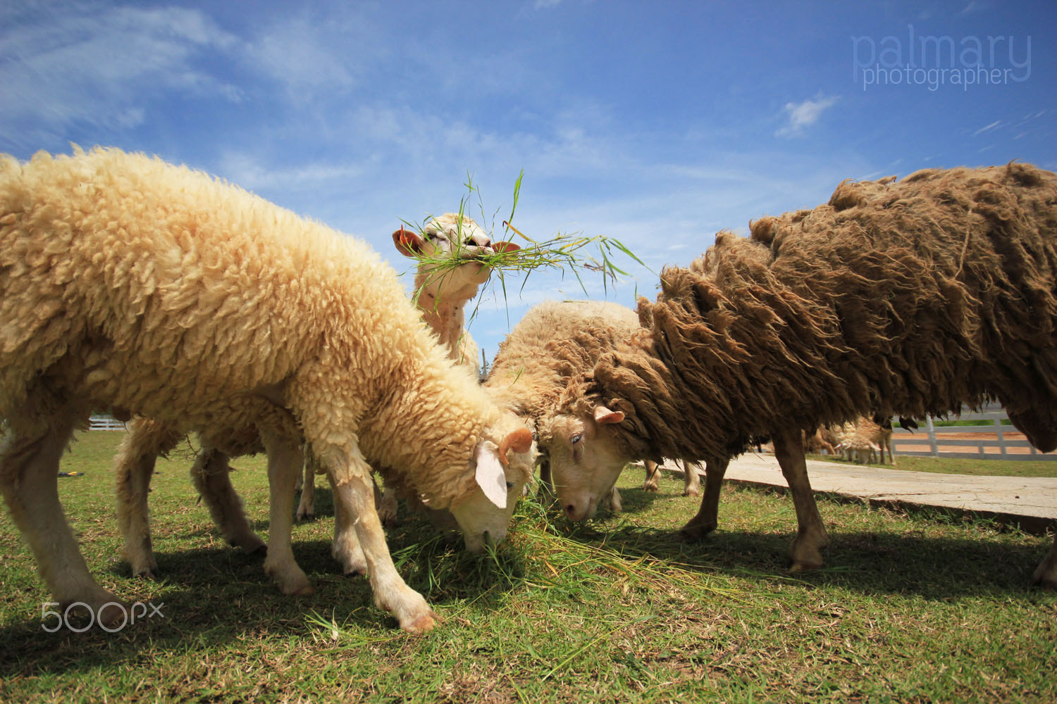 Canon EOS 550D (EOS Rebel T2i / EOS Kiss X4) + Sigma 10-20mm F4-5.6 EX DC HSM sample photo. Sheep farm photography