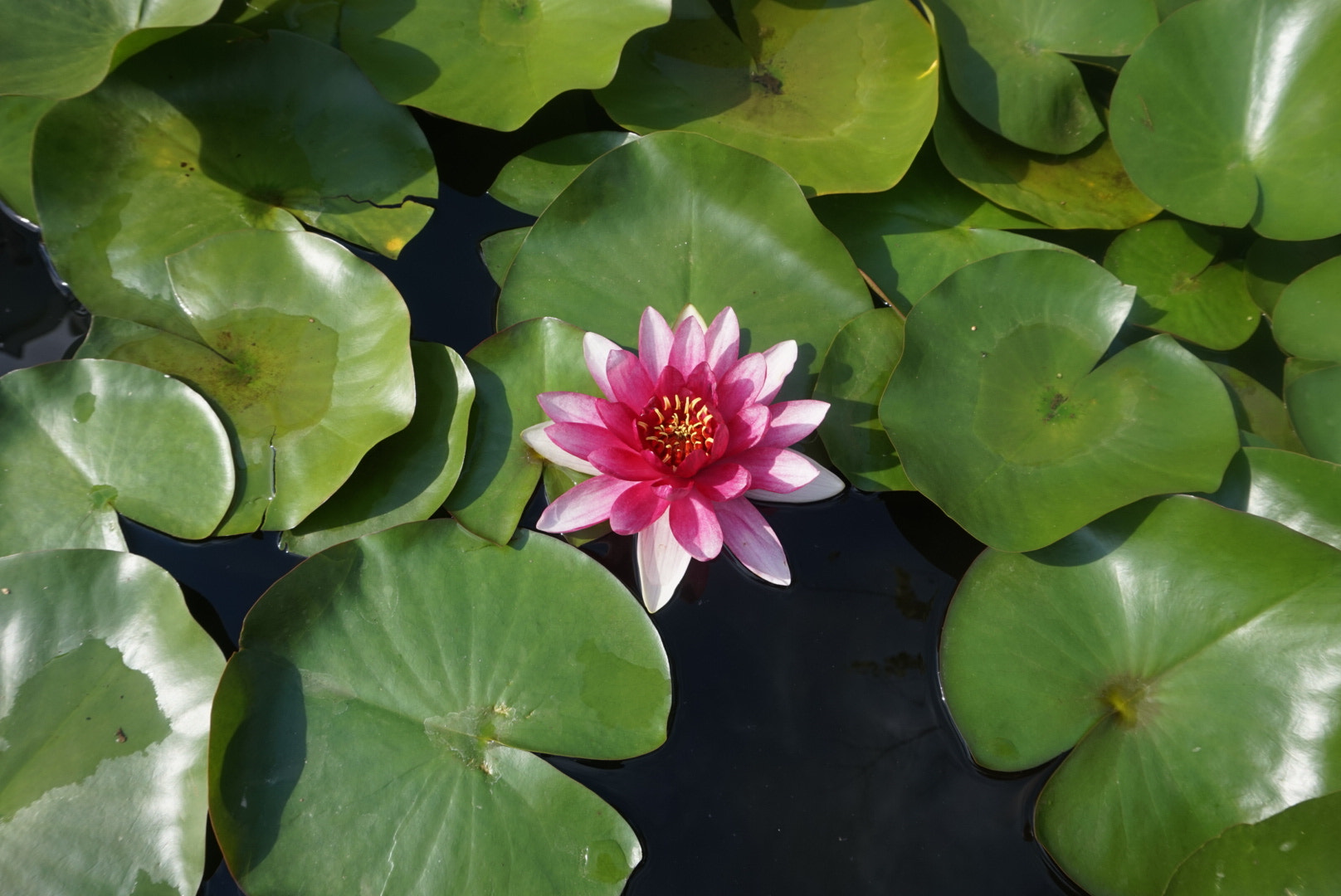 Sony Alpha QX1 sample photo. Lotus flowers photography