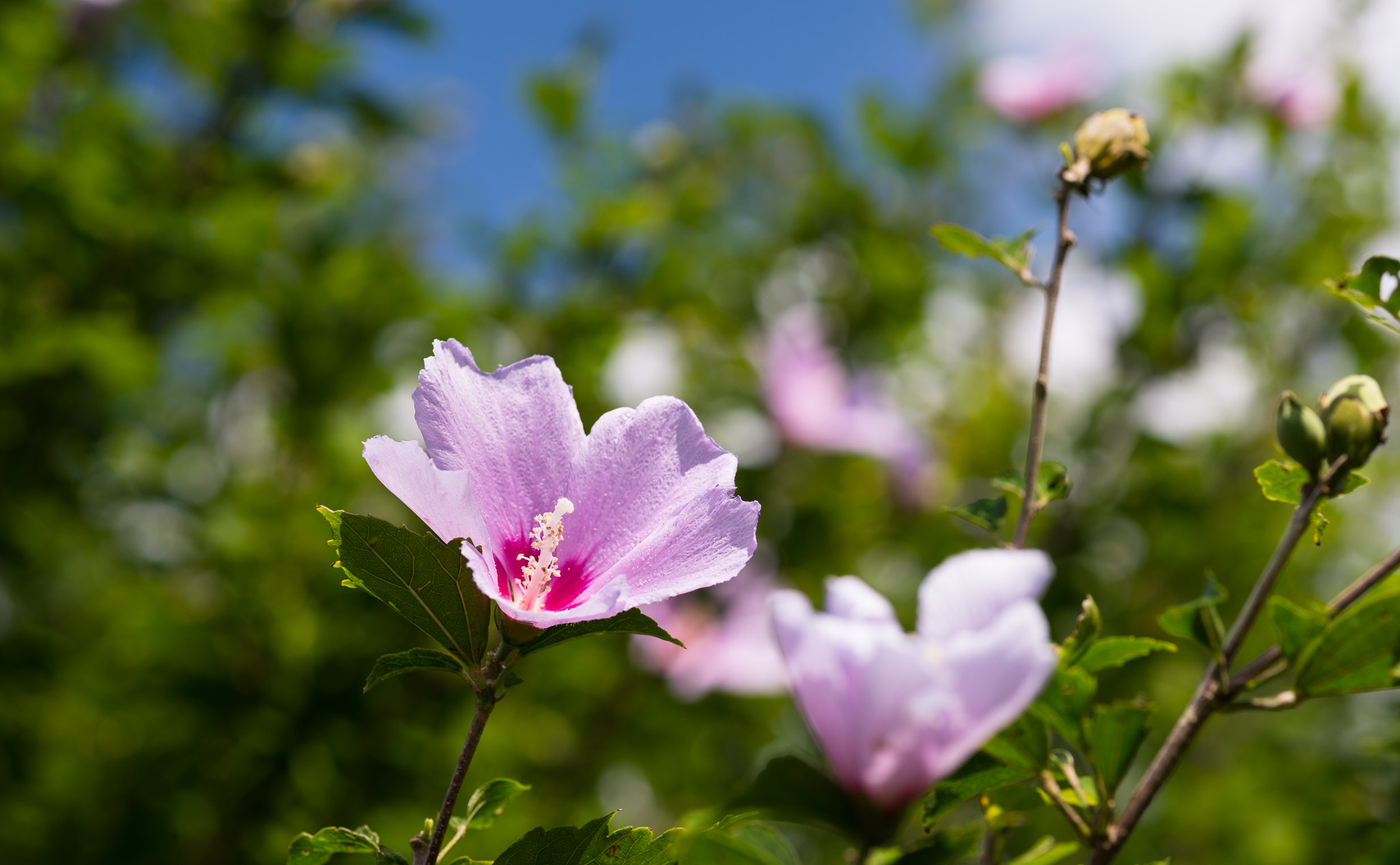 ZEISS Makro-Planar T* 100mm F2 sample photo. 木槿 photography