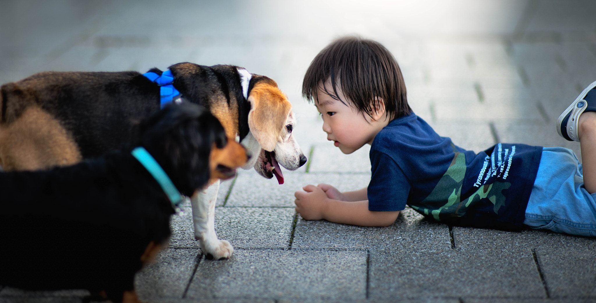 ZEISS Planar T* 85mm F1.4 sample photo. Talking with a dog photography