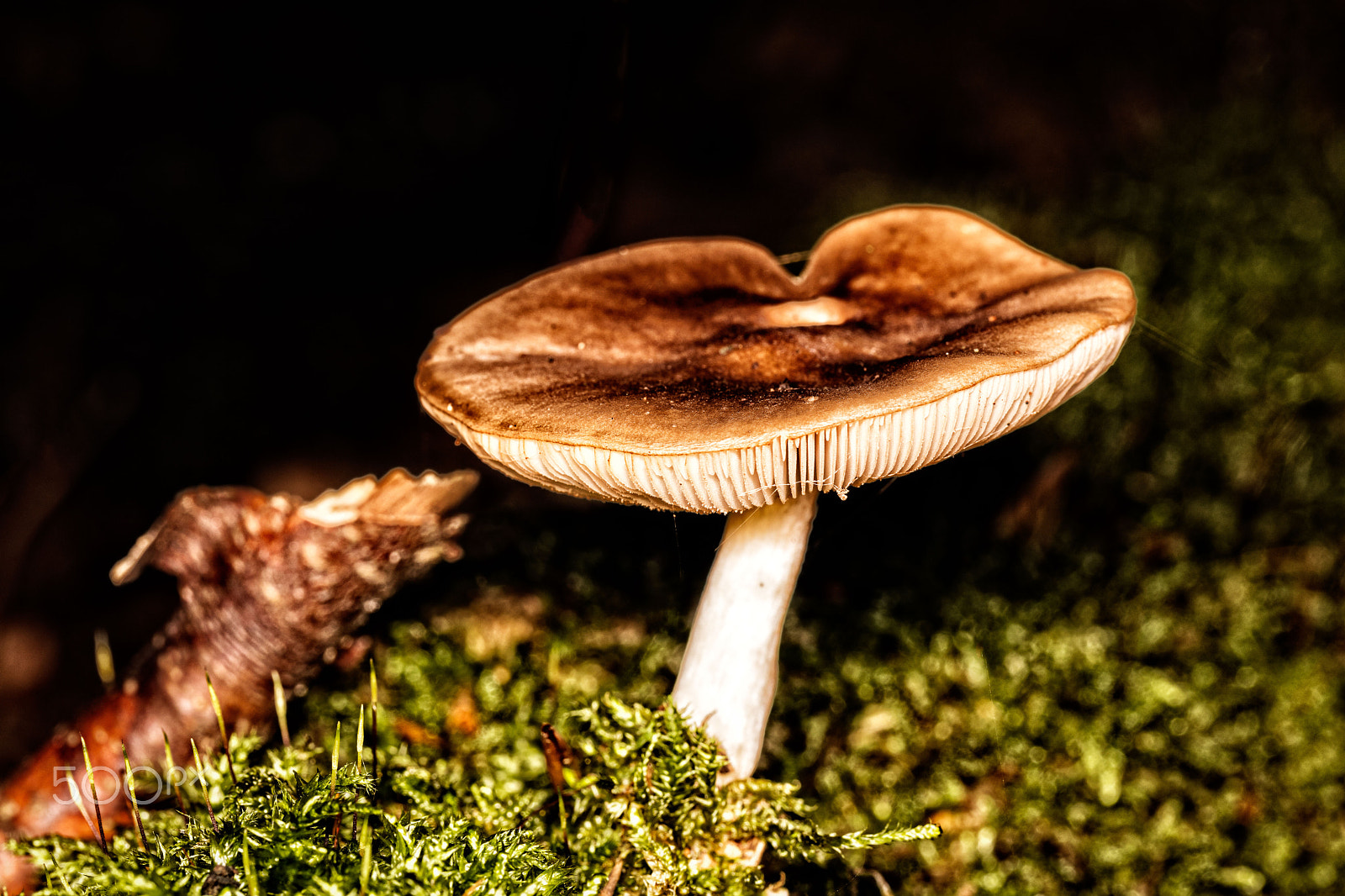 Canon EF 100mm F2.8L Macro IS USM sample photo. Trollskogen photography