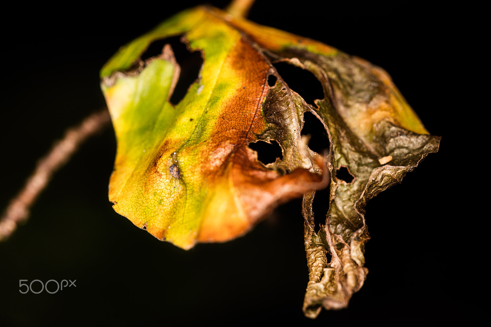 Canon EF 100mm F2.8L Macro IS USM sample photo. Trollskogen photography
