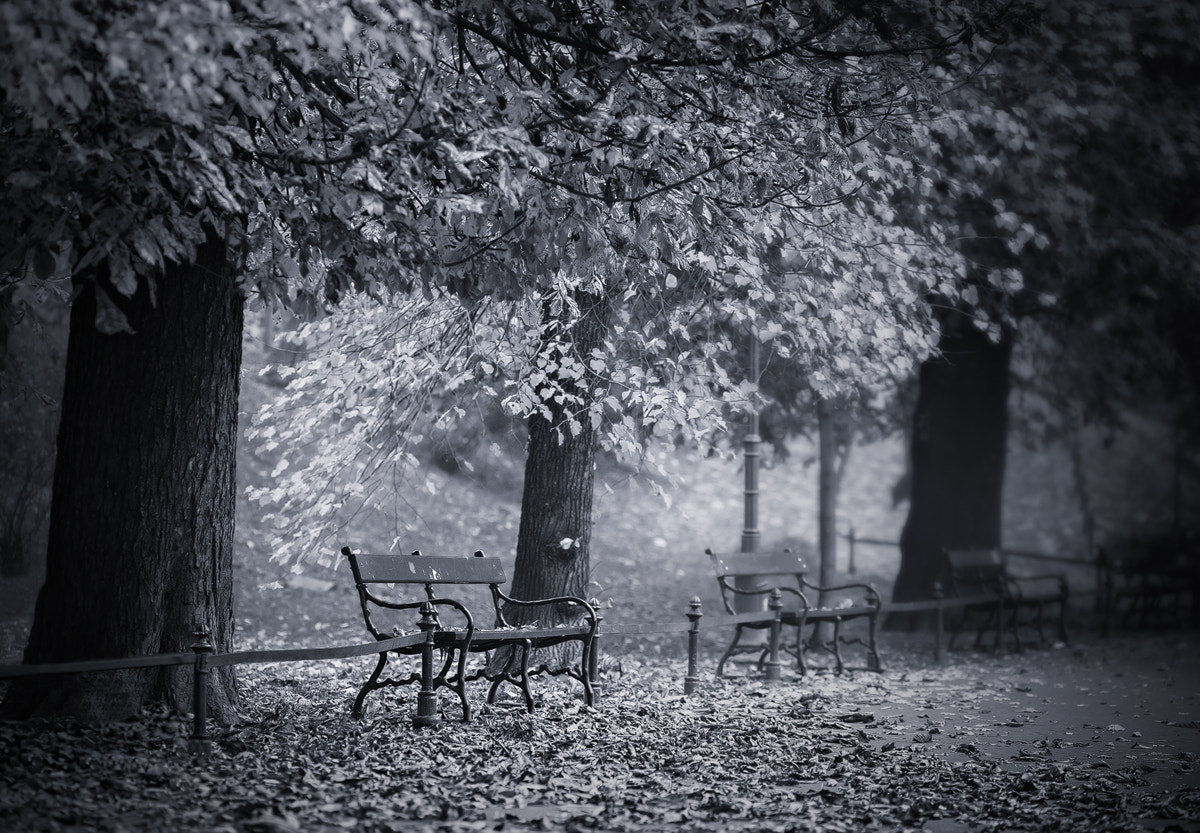 Nikon D700 sample photo. Autumn park... photography
