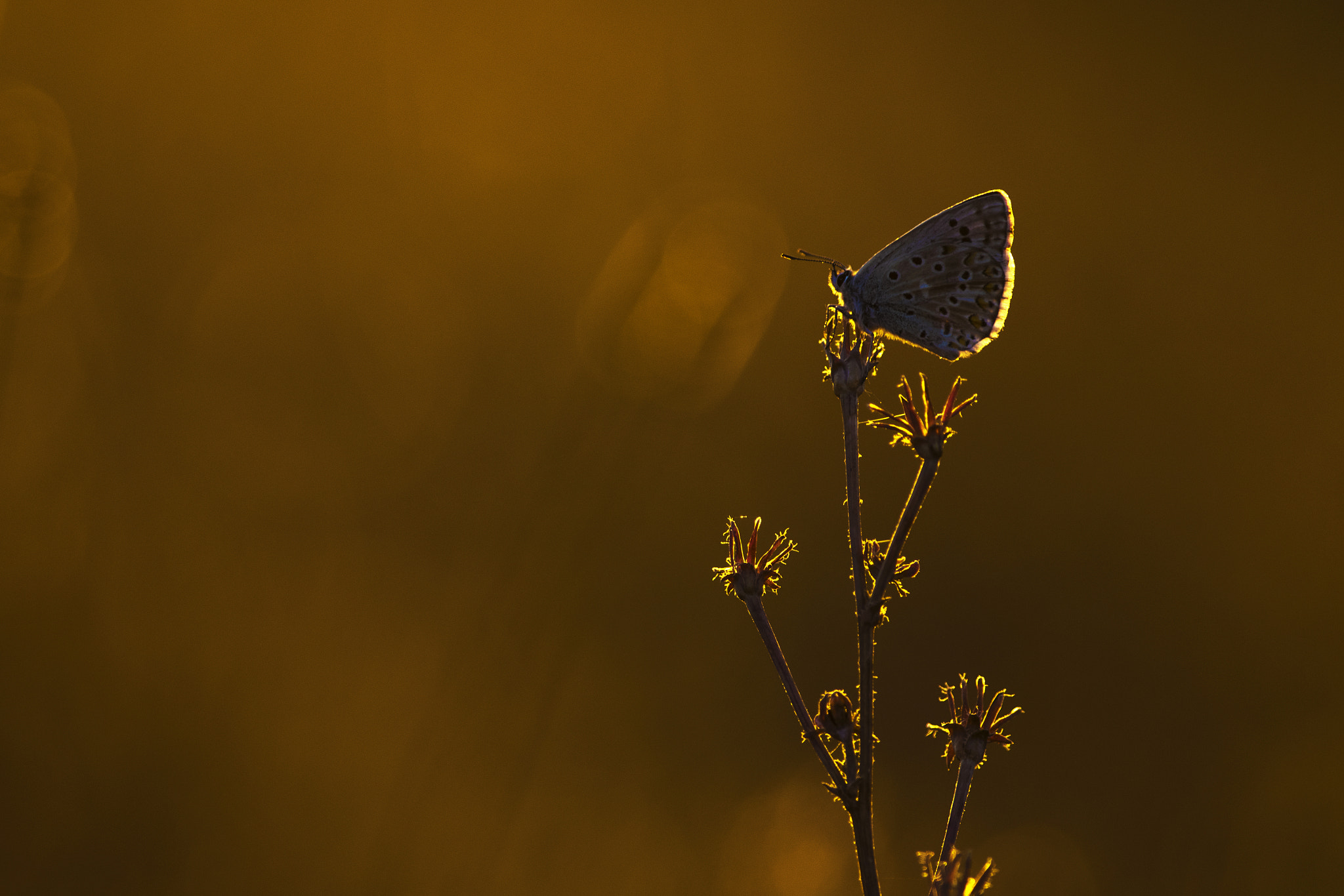 Pentax smc DA* 300mm F4.0 ED (IF) SDM sample photo. Soleil levant . photography