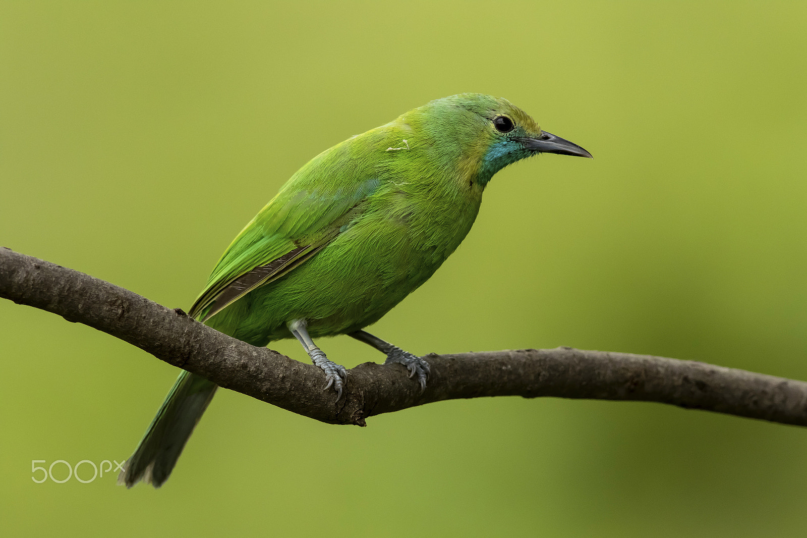 Canon EF 600mm f/4L IS sample photo. Jerdon's leafbird (female) photography