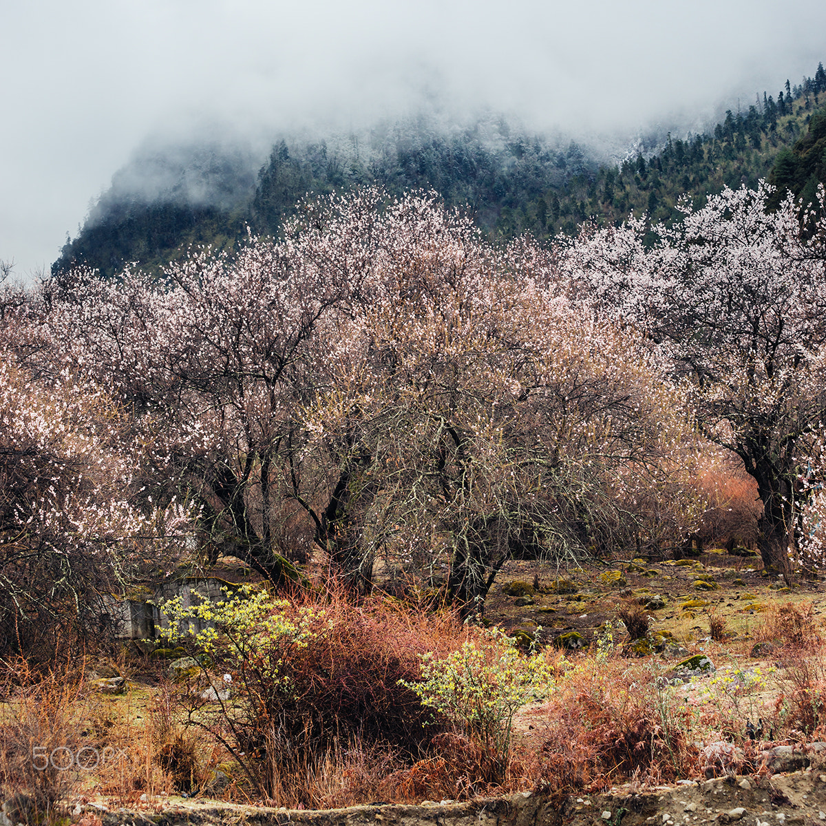Sony a99 II + Minolta/Sony AF 70-200mm F2.8 G sample photo. Mysterious forest iv photography