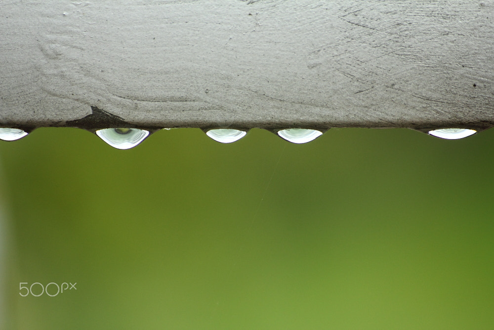 Canon EOS 550D (EOS Rebel T2i / EOS Kiss X4) + Canon 70-300mm sample photo. After the rain photography