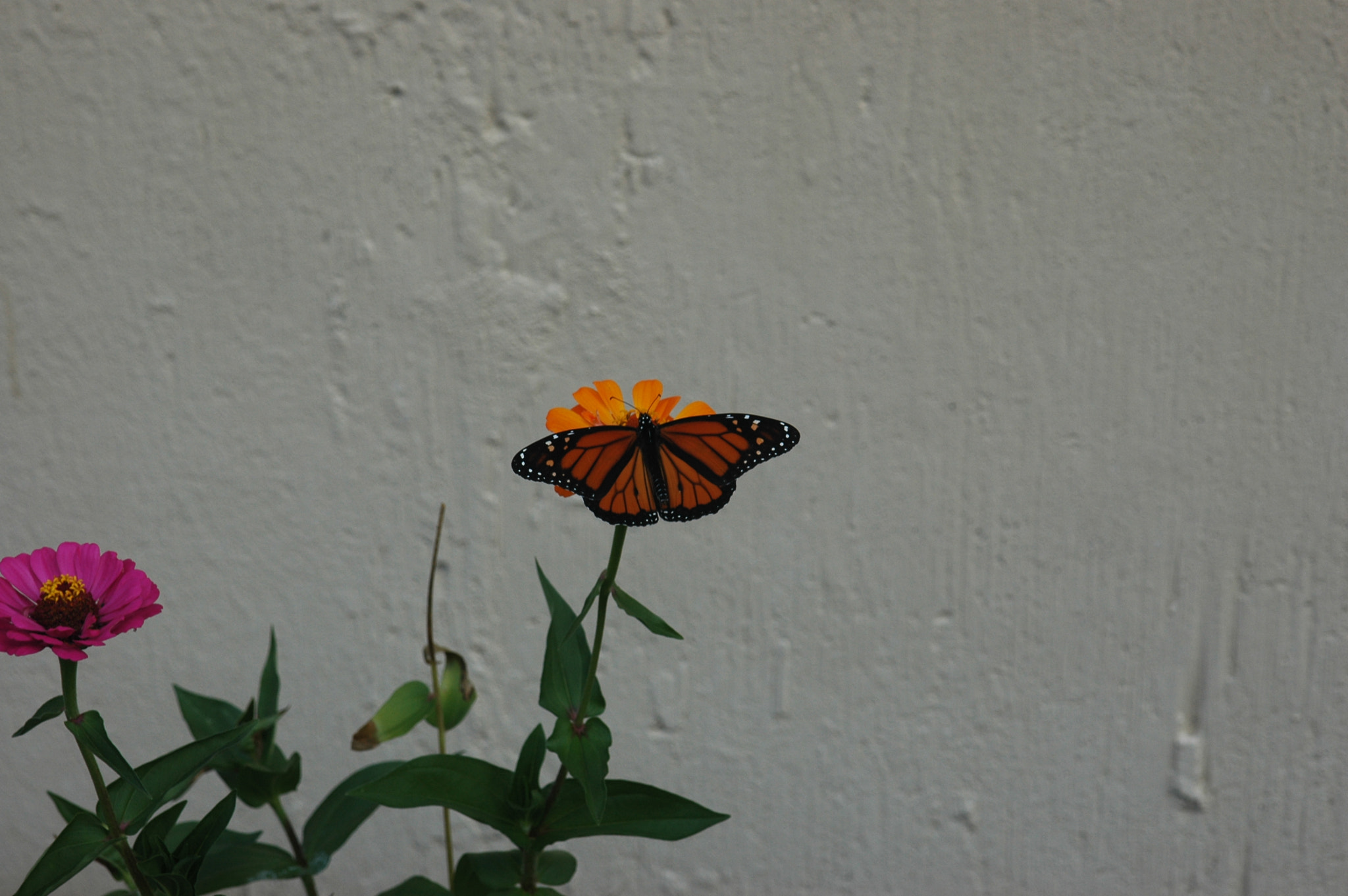 Nikon D70s sample photo. Butterfly on a floweer photography