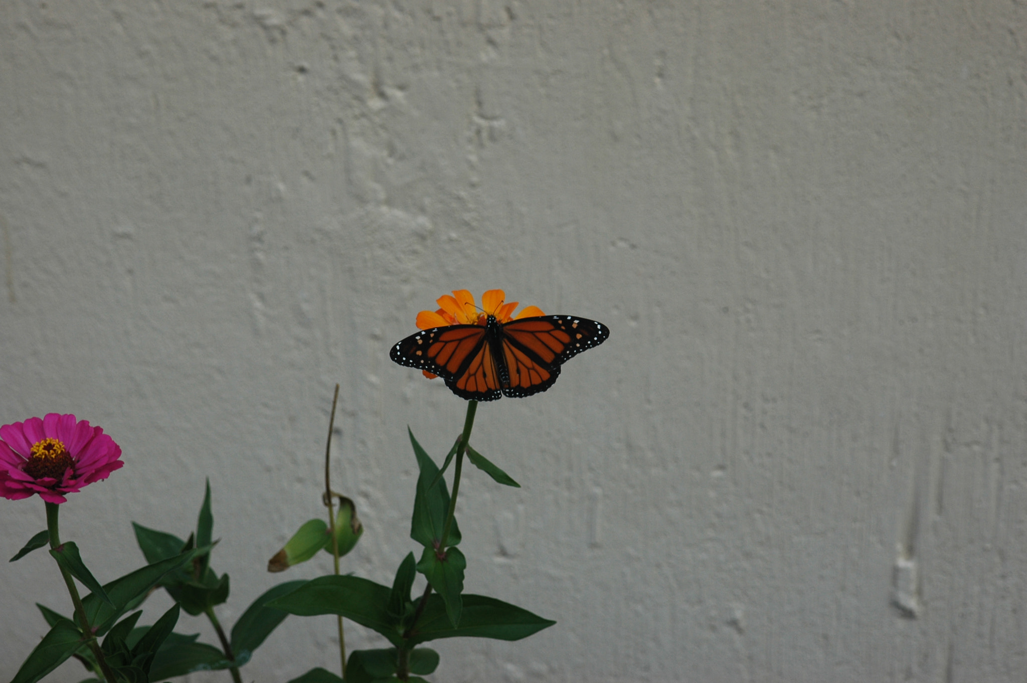 Nikon D70s + AF Zoom-Nikkor 24-120mm f/3.5-5.6D IF sample photo. Butterfly on a floweer photography