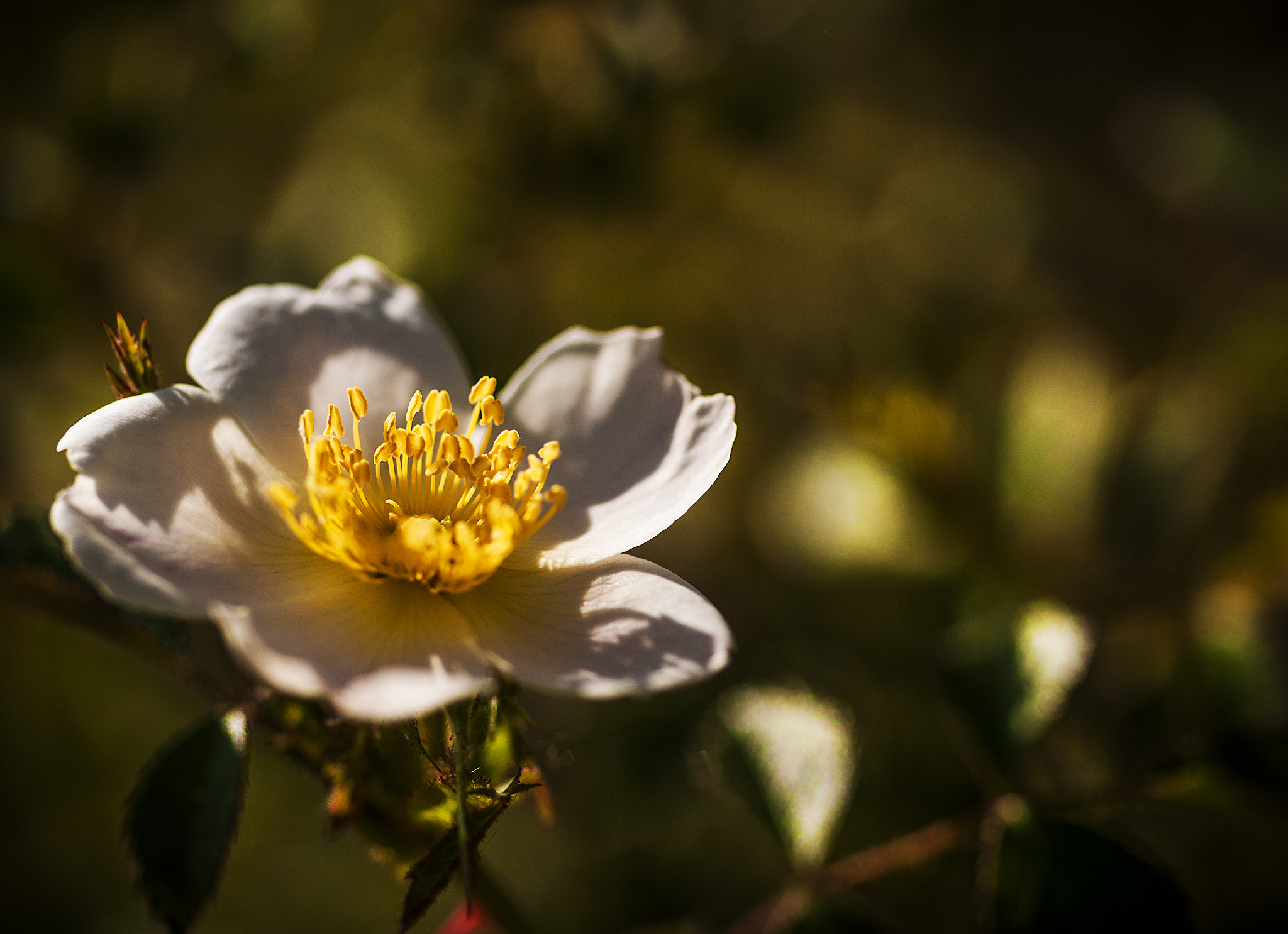 Nikon D300 + Sigma 105mm F2.8 EX DG OS HSM sample photo. Amarillo22 photography