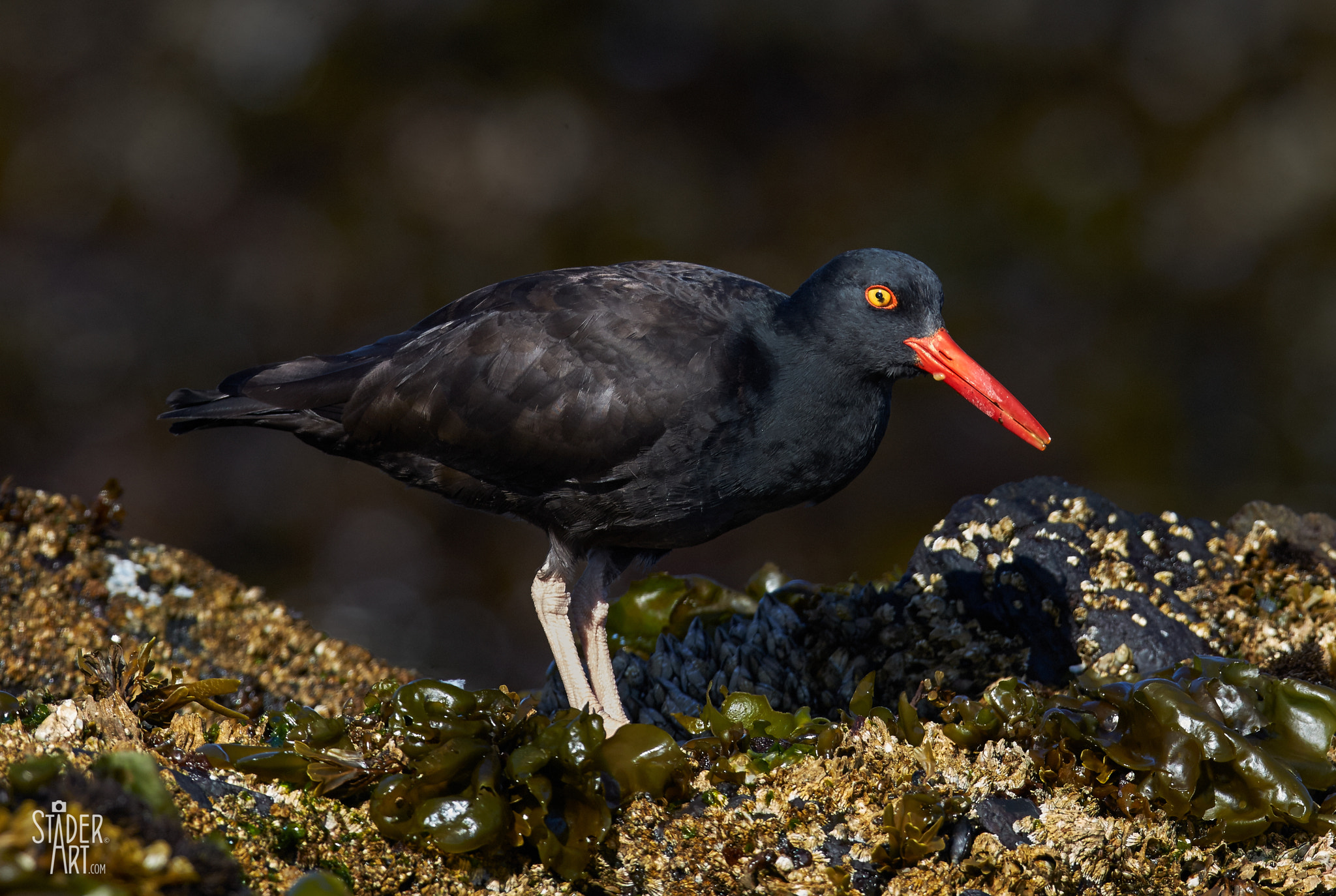 Canon EF 400mm F2.8L IS II USM sample photo. Black beauty photography