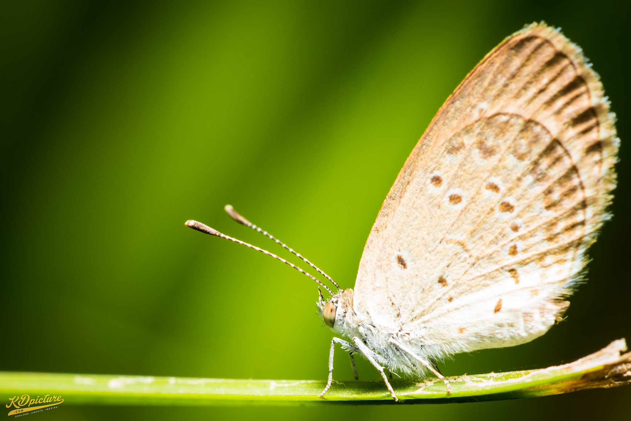 Nikon D750 + AF Nikkor 85mm f/1.8 sample photo. K macro photography