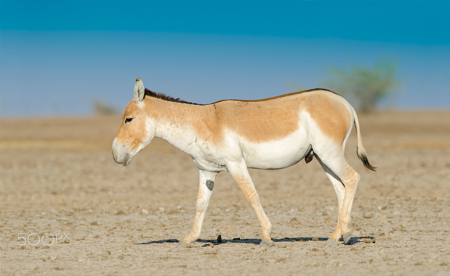 Nikon D7000 + Nikon AF-S Nikkor 500mm F4G ED VR sample photo. Indian wild ass photography