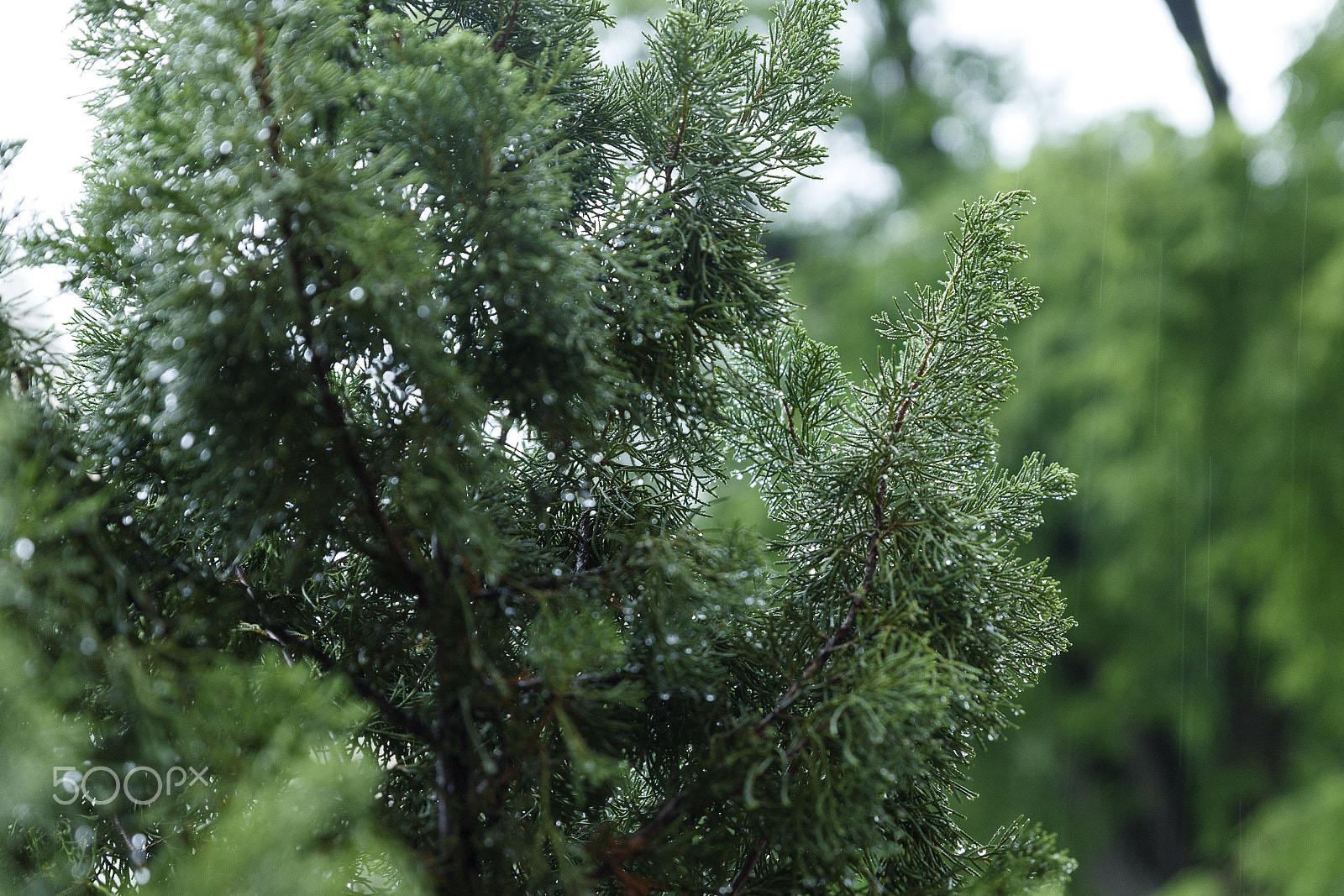Canon 24.0-70.0 mm sample photo. Rain photography