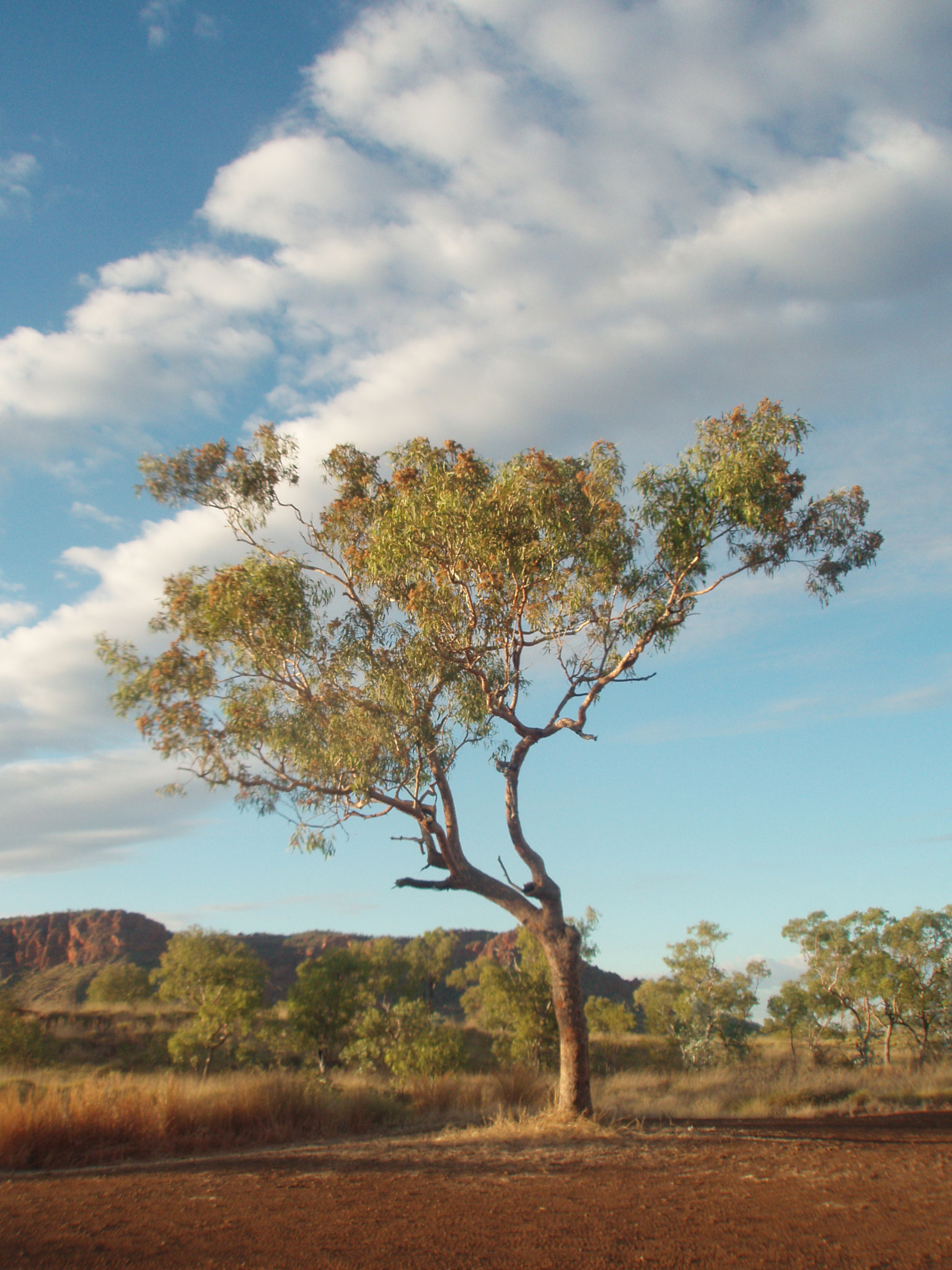 Olympus u750,S750 sample photo. Purnululu tree photography