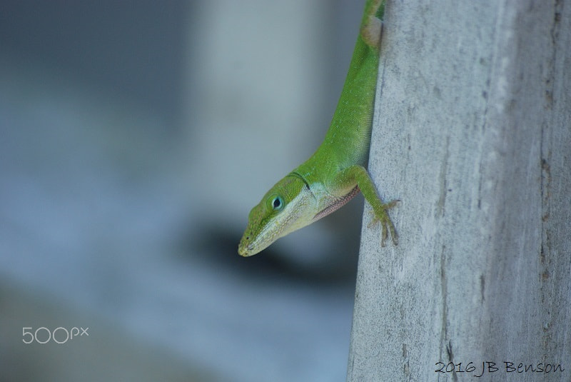 Nikon D80 + Sigma 70-300mm F4-5.6 APO Macro Super II sample photo. Godzilla photography