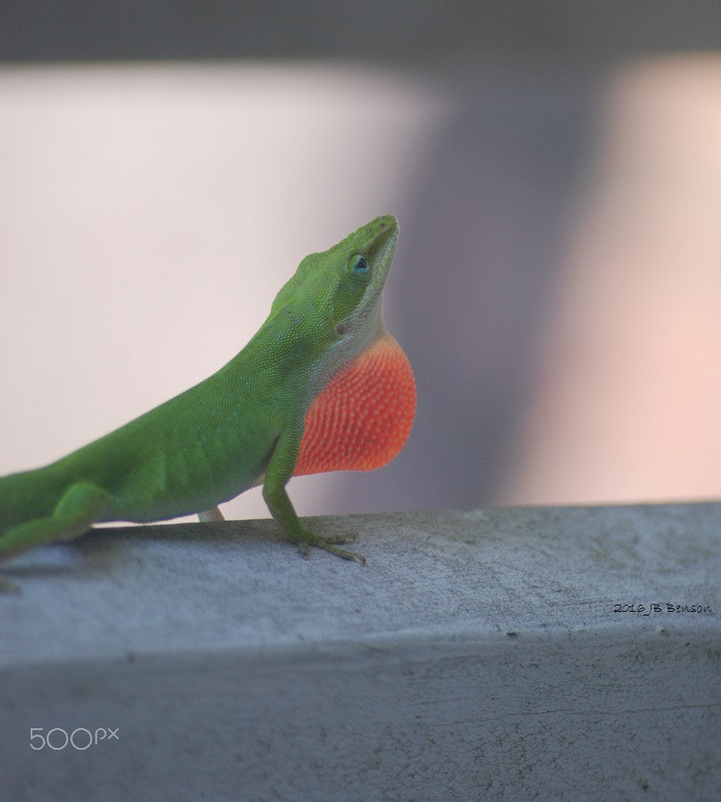 Sigma 70-300mm F4-5.6 APO Macro Super II sample photo. Here lizard lizard lizard photography