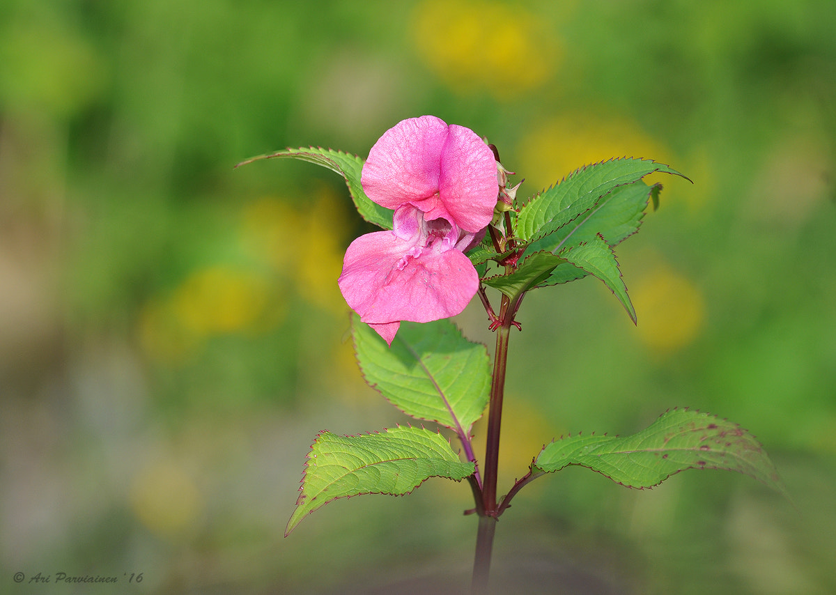 Sigma 150mm F2.8 EX DG OS Macro HSM sample photo. Himalayan balsam photography
