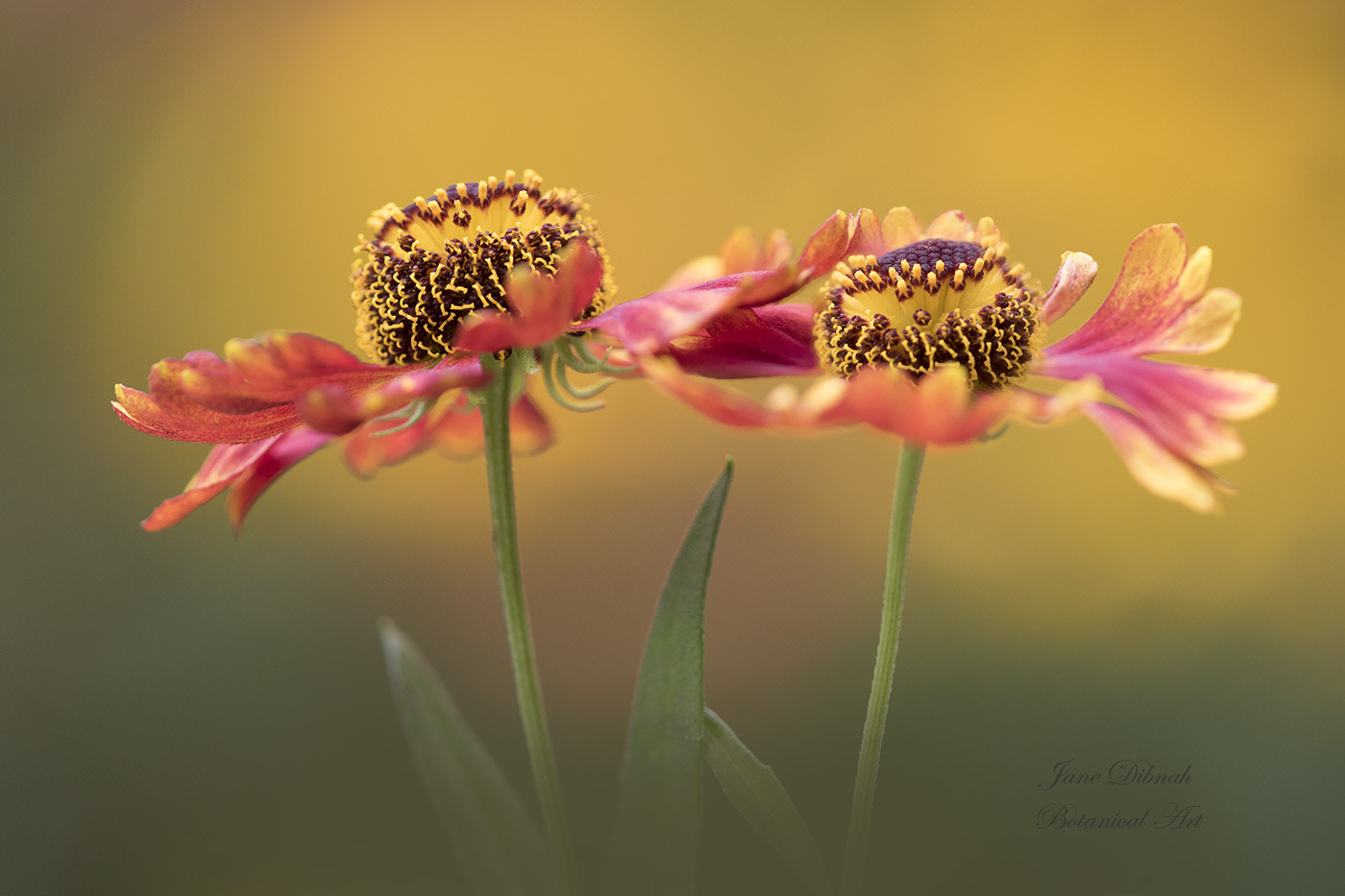 Canon EF 180mm F3.5L Macro USM sample photo. Sahin's early flowerer photography
