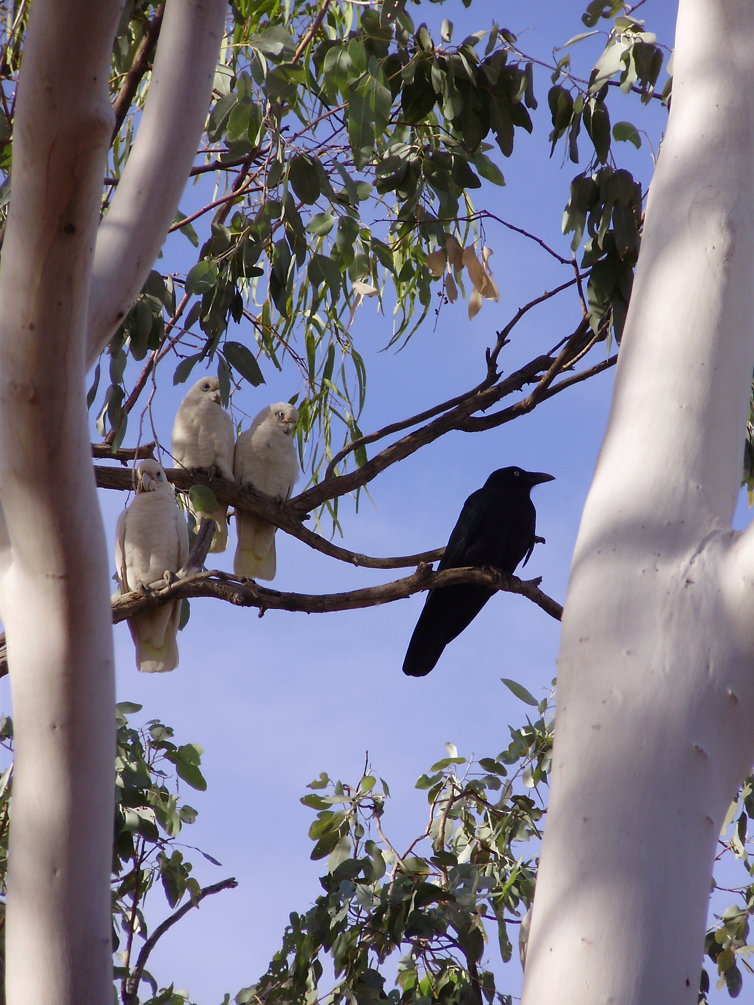 Olympus FE310,X840,C530 sample photo. Crow and cockatoos photography