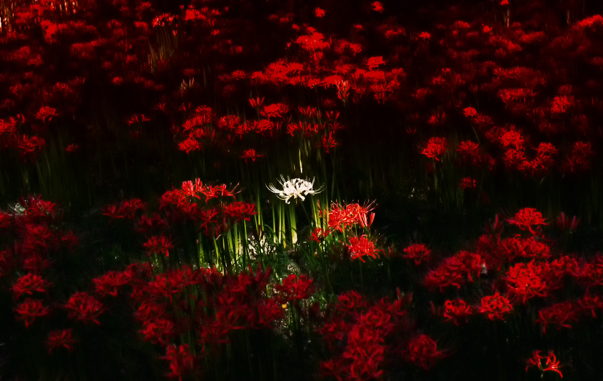 Pentax K-30 + Sigma 30mm F1.4 EX DC HSM sample photo. Spider lily photography