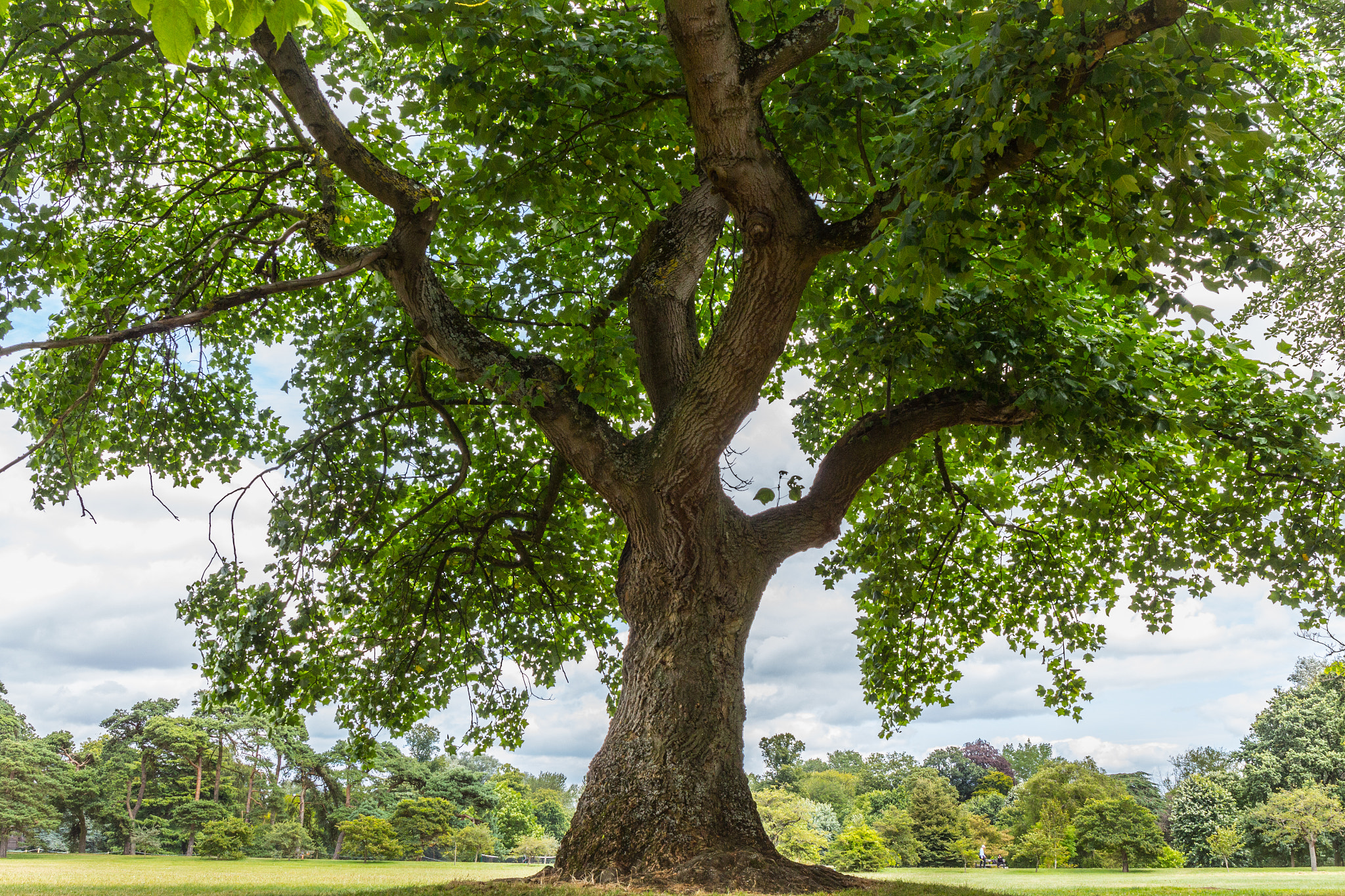 Canon EF 24-70mm F4L IS USM sample photo. Grand old tree photography