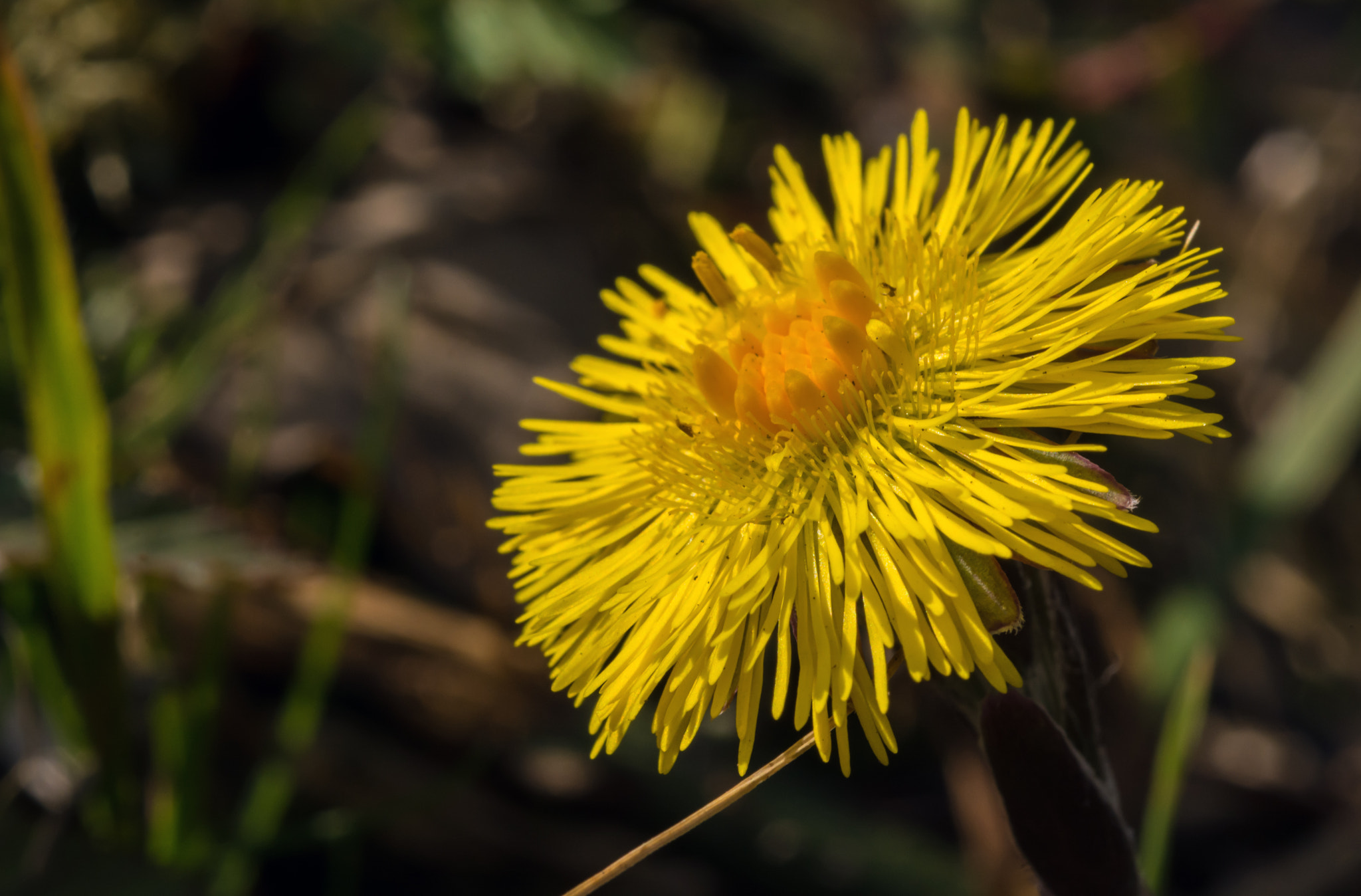 Nikon D7100 + AF Micro-Nikkor 60mm f/2.8 sample photo. Bright beacon! photography