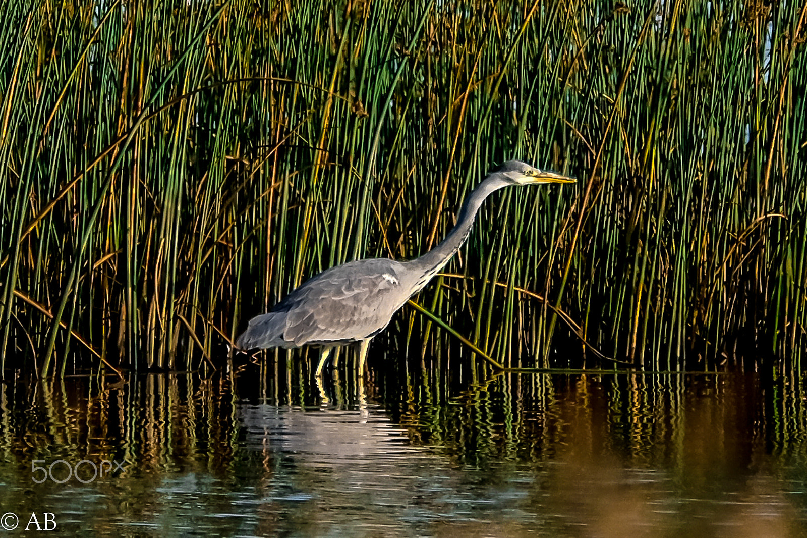Fujifilm XF 100-400mm F4.5-5.6 R LM OIS WR sample photo. Gray heron photography
