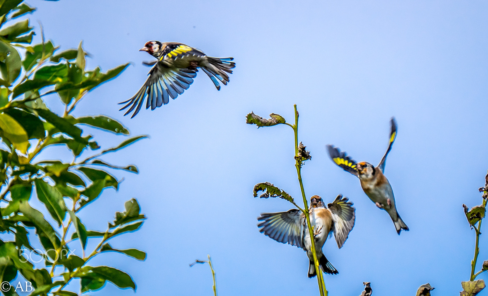 Fujifilm XF 100-400mm F4.5-5.6 R LM OIS WR sample photo. European goldfinch photography