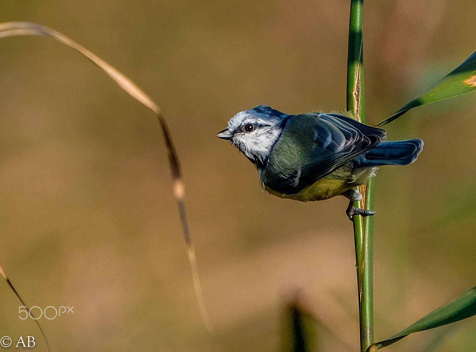 Fujifilm XF 100-400mm F4.5-5.6 R LM OIS WR sample photo. Blue tiit photography