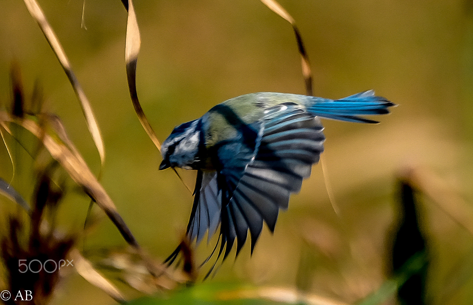 Fujifilm XF 100-400mm F4.5-5.6 R LM OIS WR sample photo. Blue tiit photography