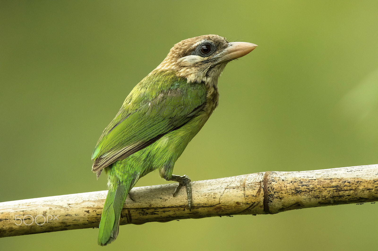 Canon EF 600mm f/4L IS sample photo. White-cheeked barbet photography