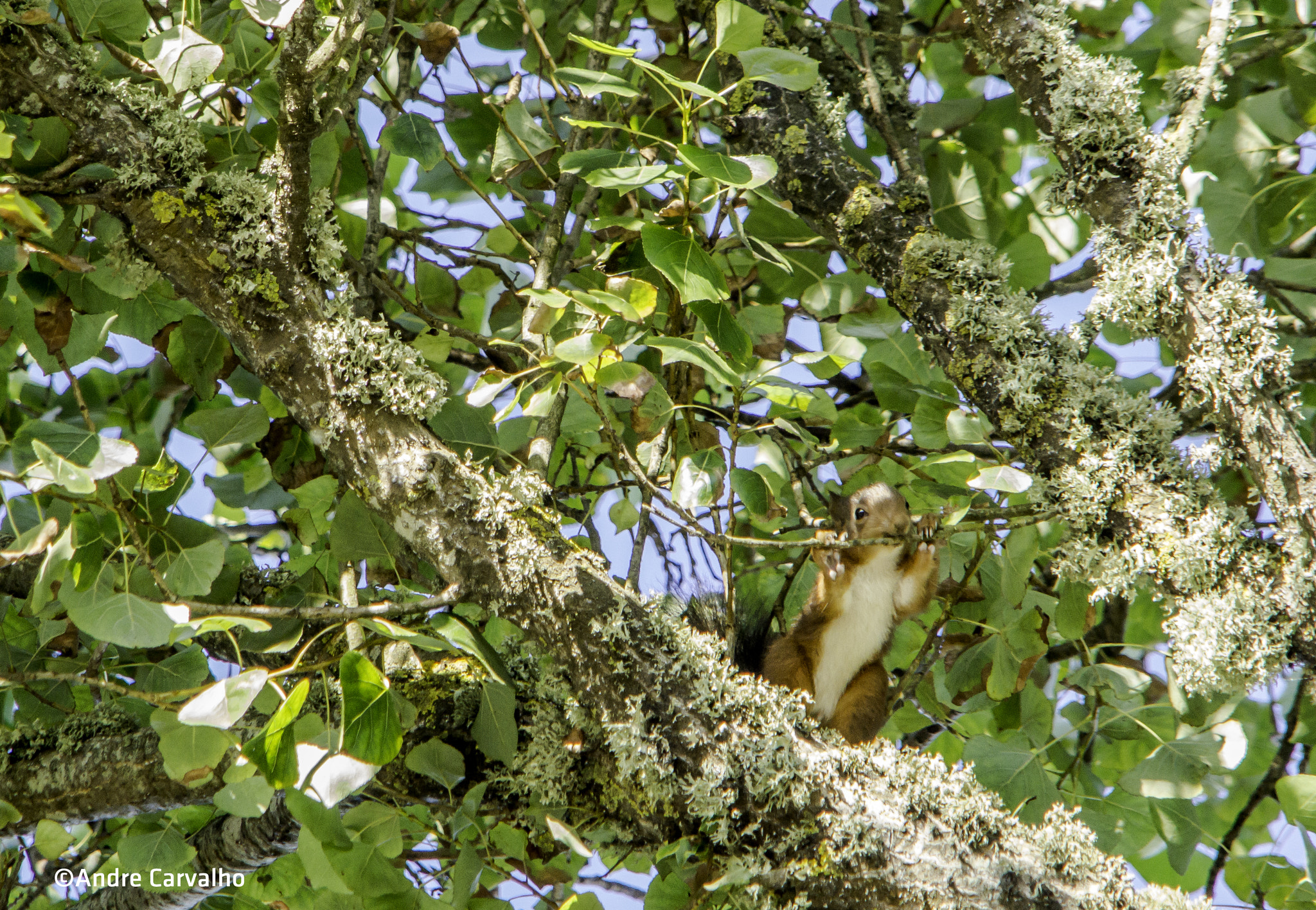 24-240mm F3.5-6.3 OSS sample photo. Squirrel photography