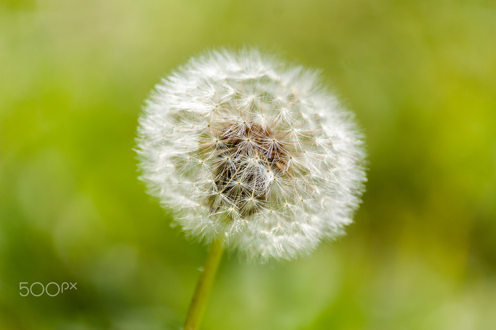 Canon EOS 450D (EOS Rebel XSi / EOS Kiss X2) sample photo. Dandelion photography